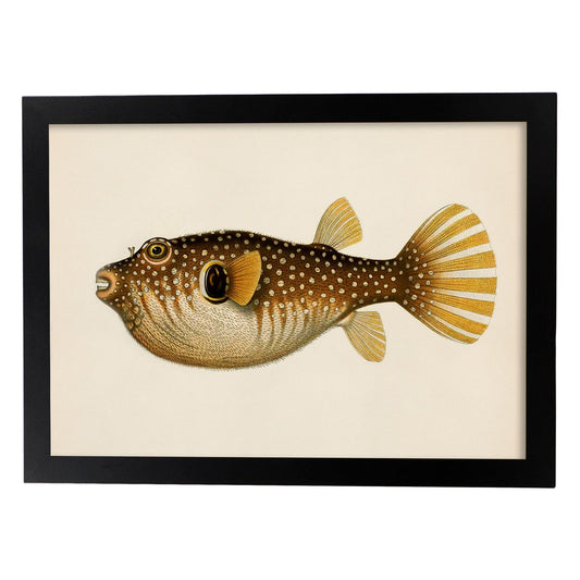 Lámina de pez marron, amarillo en , fondo papel vintage.-Artwork-Nacnic-A4-Marco Negro-Nacnic Estudio SL
