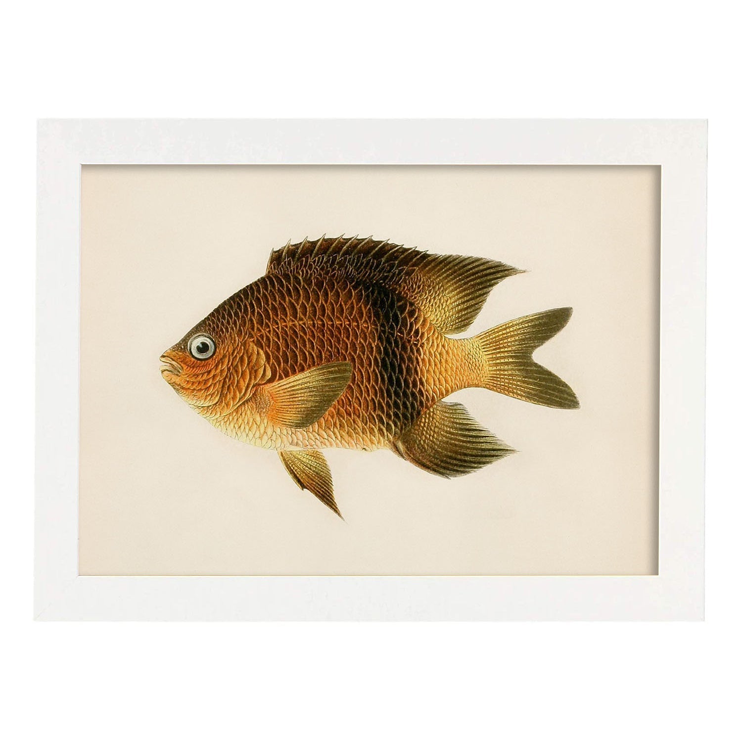 Lámina de pez marron amarillo y naranja en , fondo papel vintage.-Artwork-Nacnic-A3-Marco Blanco-Nacnic Estudio SL