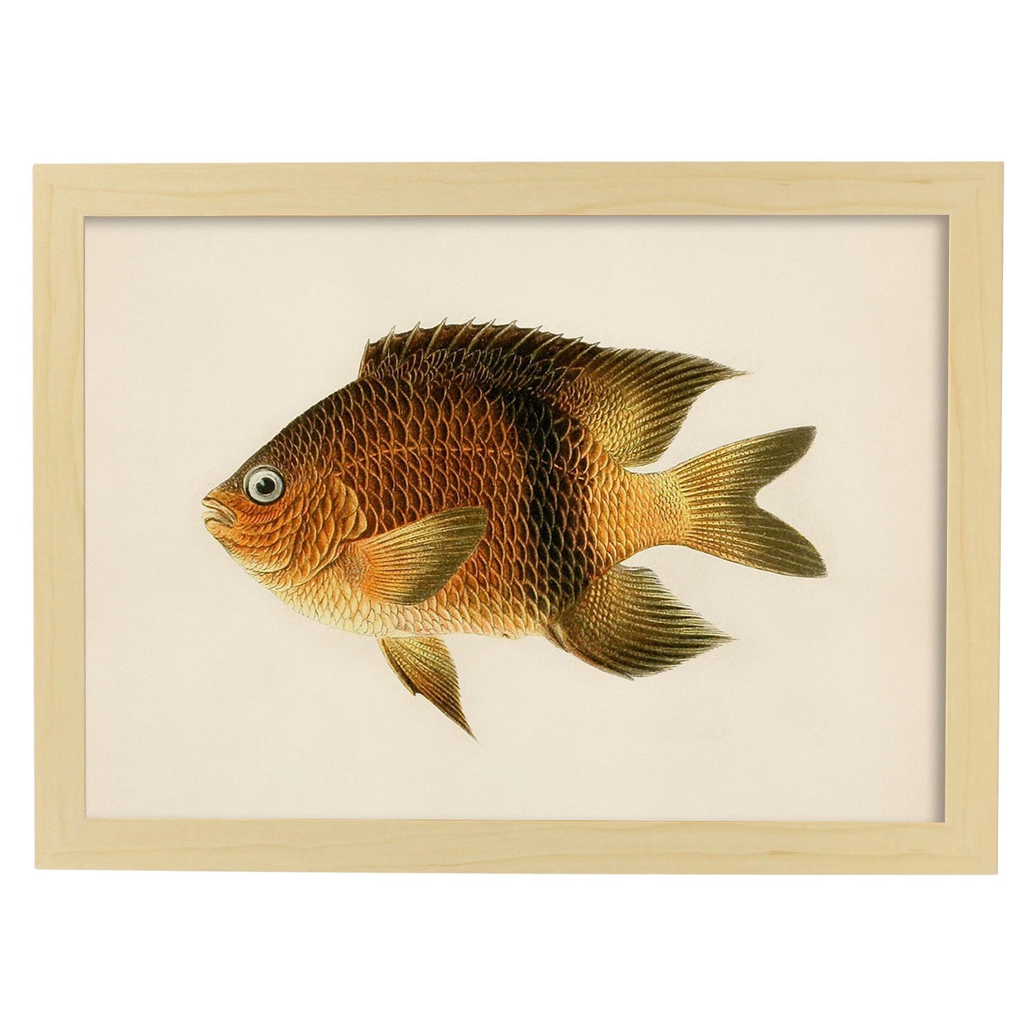 Lámina de pez marron amarillo y naranja en , fondo papel vintage.-Artwork-Nacnic-A3-Marco Madera clara-Nacnic Estudio SL