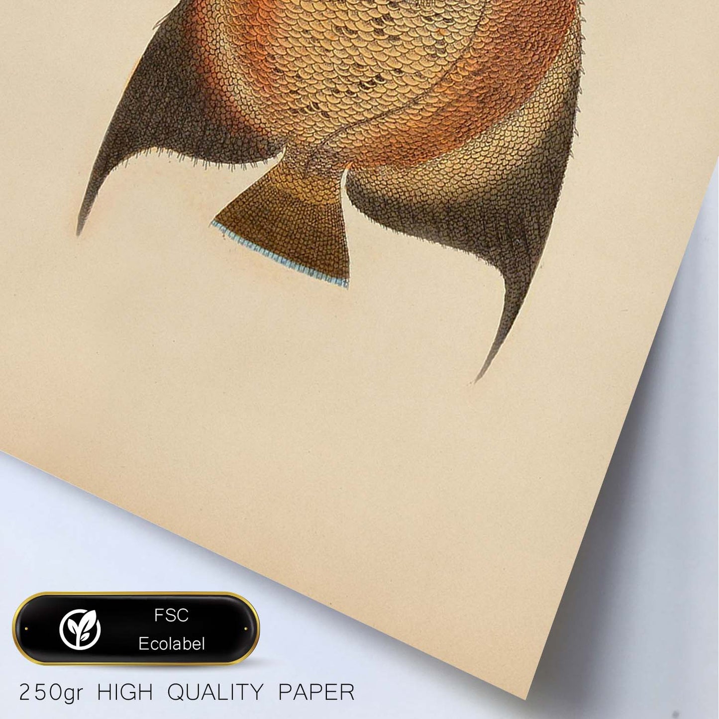 Lámina de pez marron, naranja en , fondo papel vintage.-Artwork-Nacnic-Nacnic Estudio SL