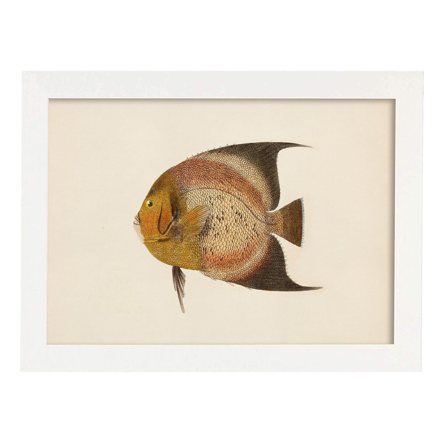 Lámina de pez marron, naranja en , fondo papel vintage.-Artwork-Nacnic-A3-Marco Blanco-Nacnic Estudio SL
