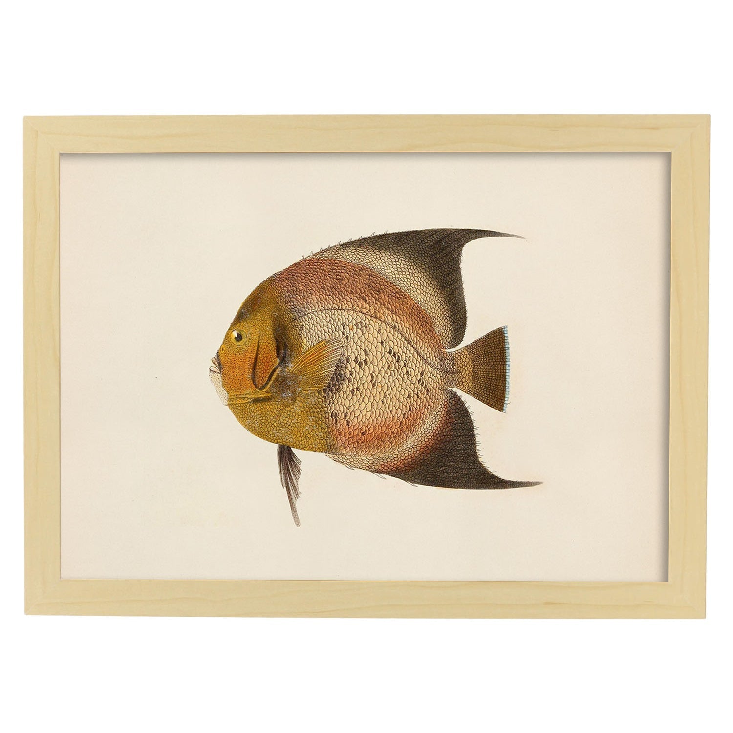 Lámina de pez marron, naranja en , fondo papel vintage.-Artwork-Nacnic-A3-Marco Madera clara-Nacnic Estudio SL