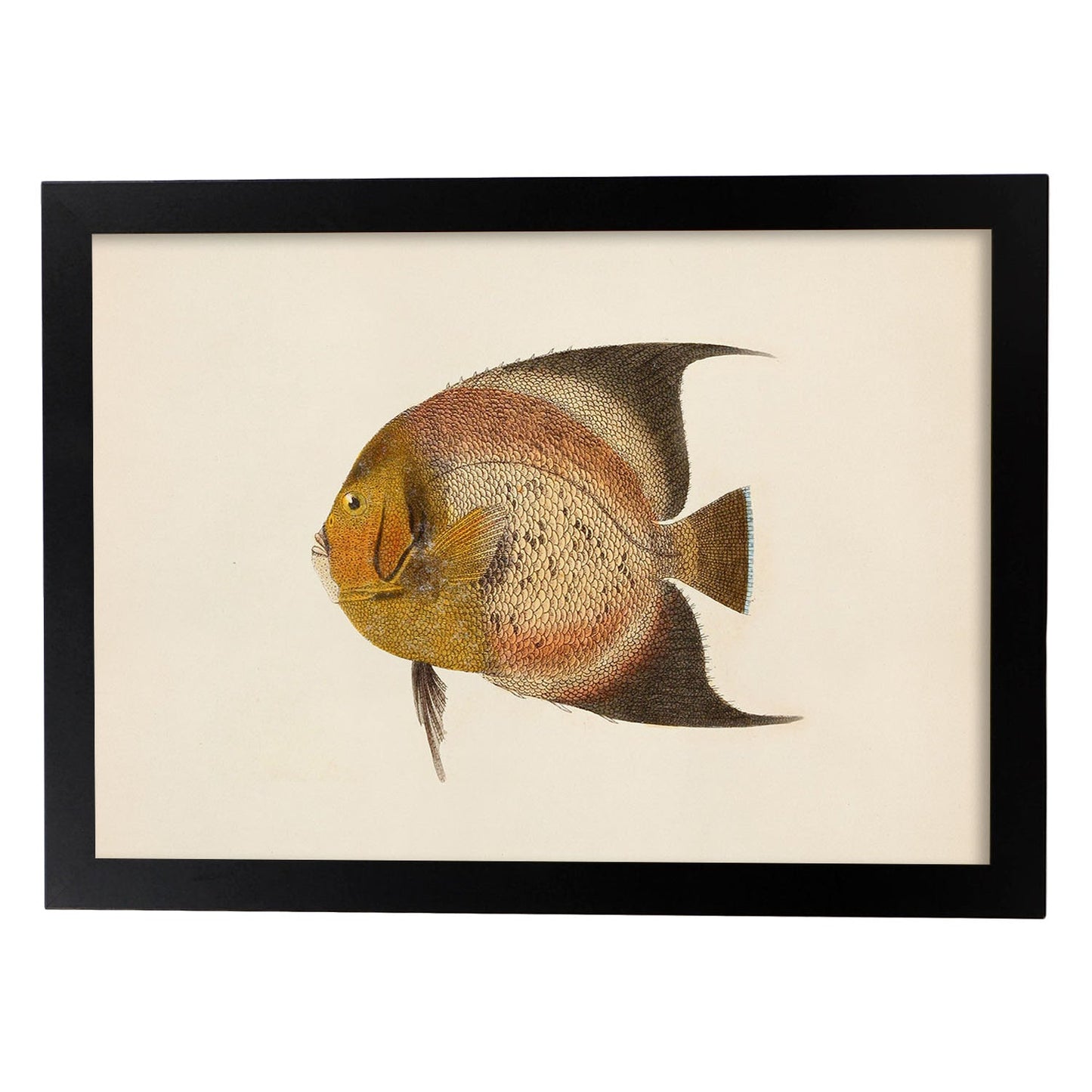 Lámina de pez marron, naranja en , fondo papel vintage.-Artwork-Nacnic-A3-Marco Negro-Nacnic Estudio SL
