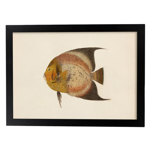 Lámina de pez marron, naranja en , fondo papel vintage.-Artwork-Nacnic-A4-Marco Negro-Nacnic Estudio SL