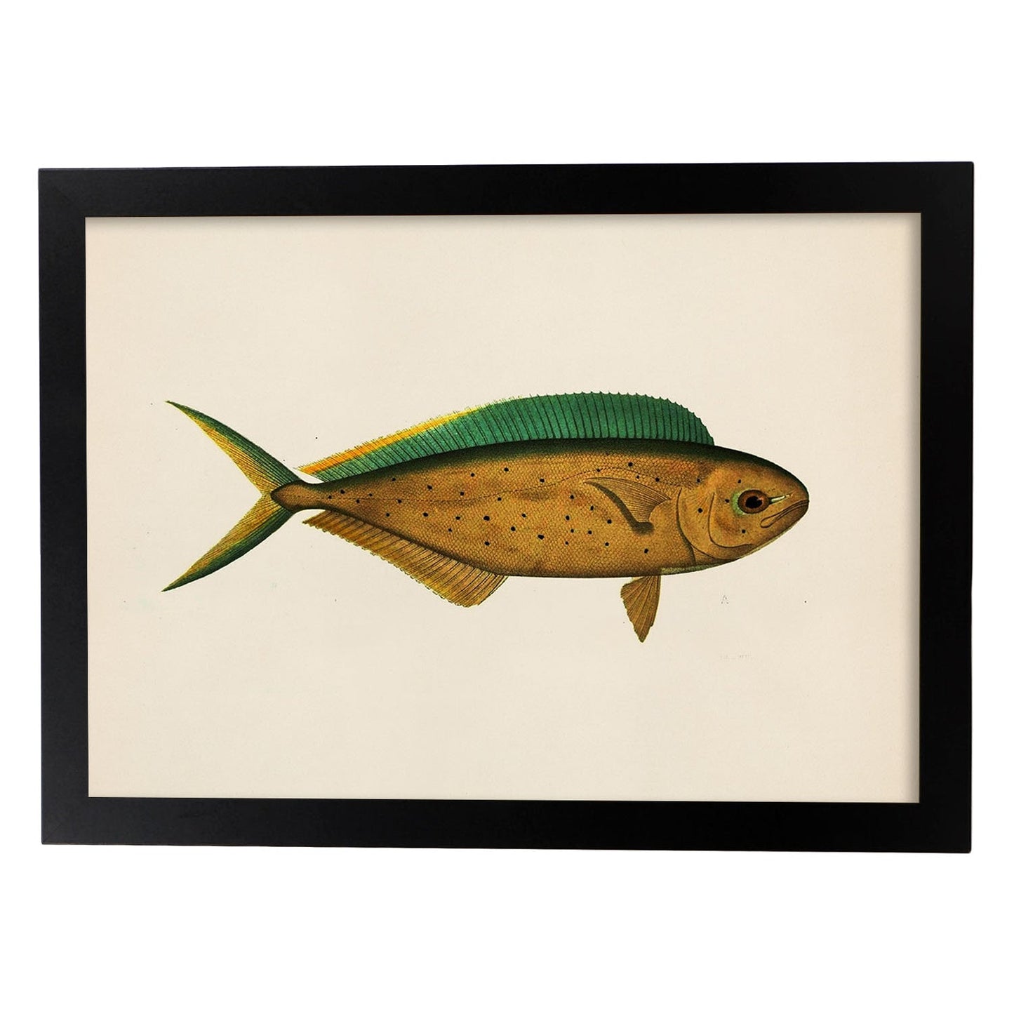 Lámina de pez marron verde y amarillo en , fondo papel vintage.-Artwork-Nacnic-A4-Marco Negro-Nacnic Estudio SL