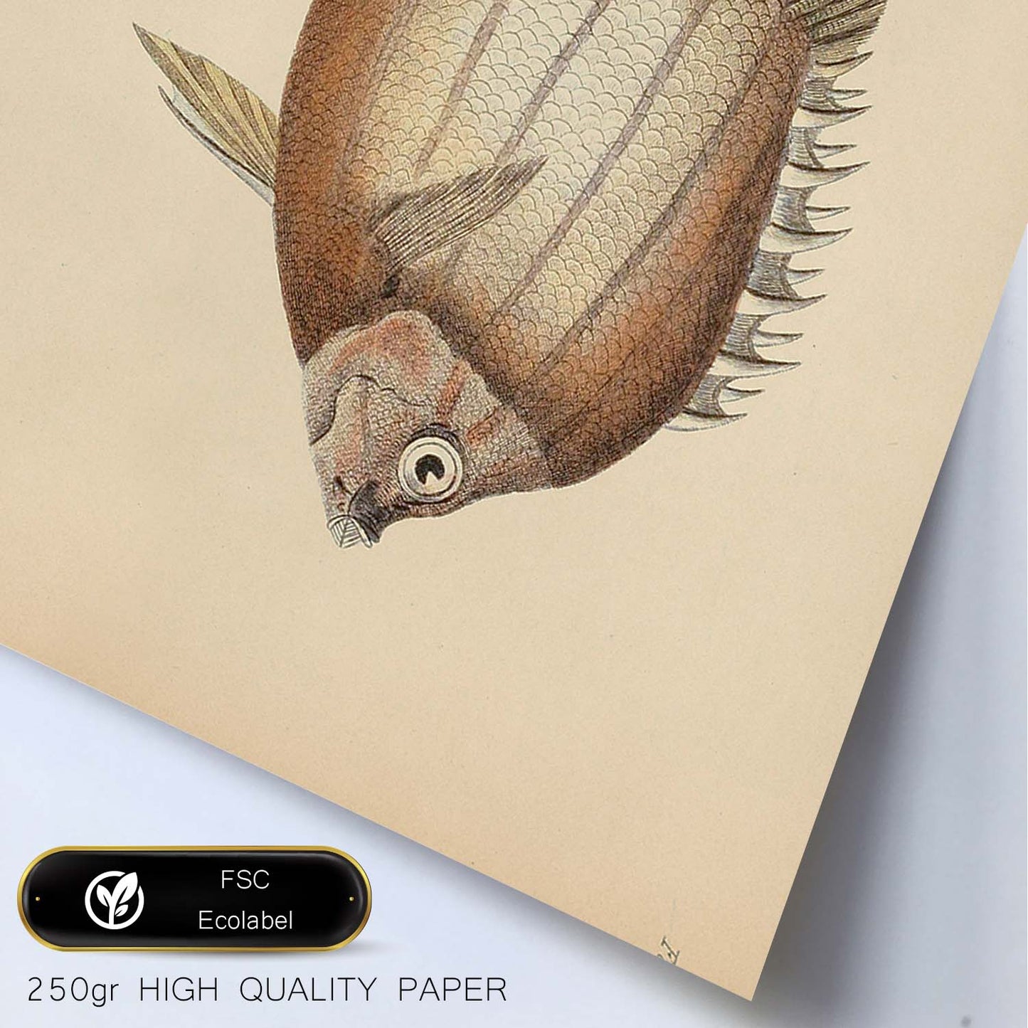 Lámina de pez marron y beige en , fondo papel vintage.-Artwork-Nacnic-Nacnic Estudio SL