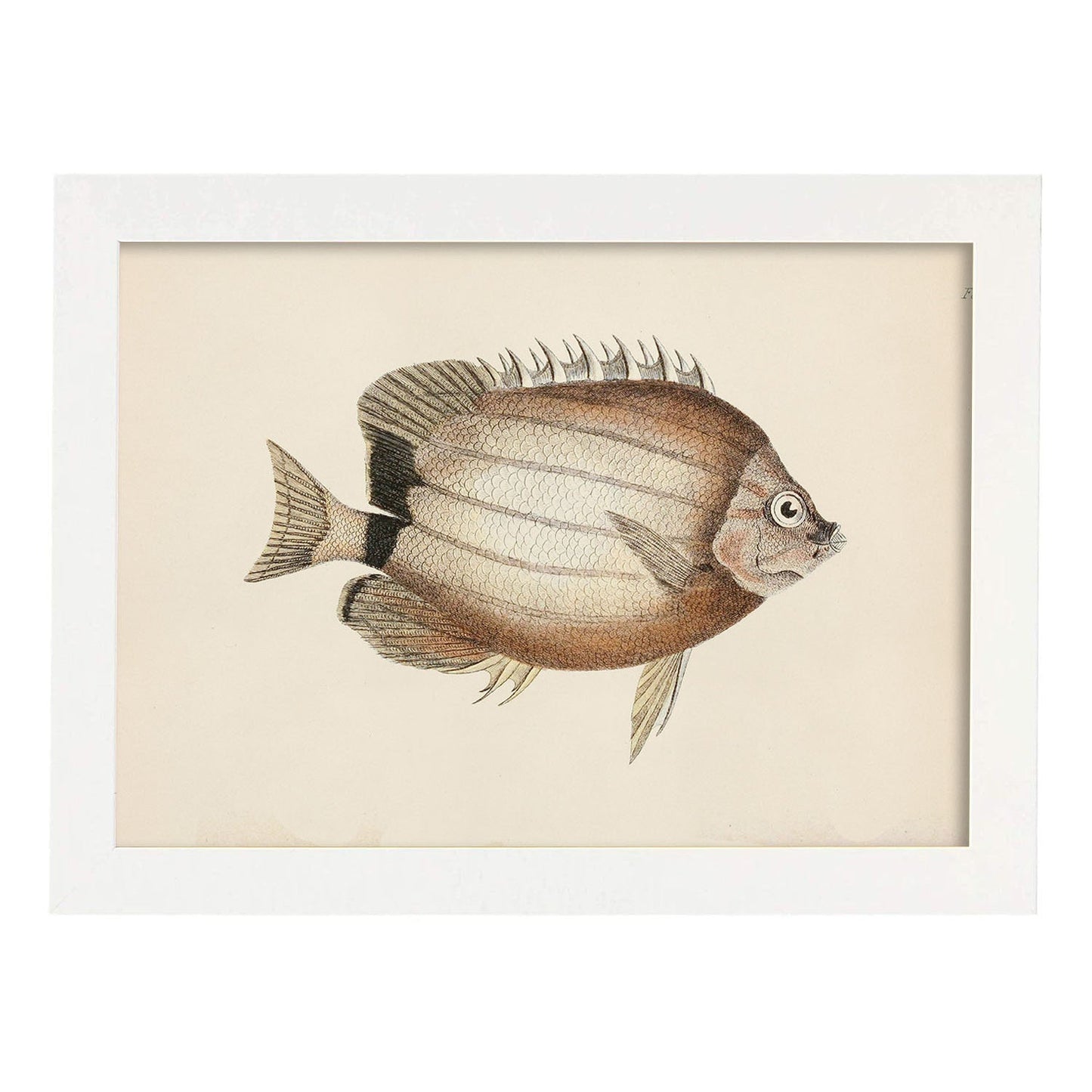 Lámina de pez marron y beige en , fondo papel vintage.-Artwork-Nacnic-A3-Marco Blanco-Nacnic Estudio SL