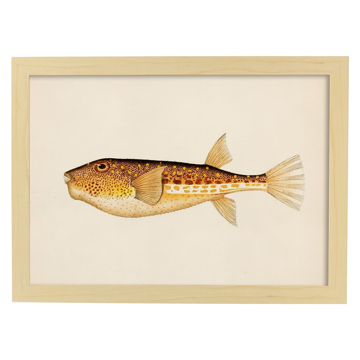 Lámina de pez naranja, marron y blanco en , fondo papel vintage.-Artwork-Nacnic-A3-Marco Madera clara-Nacnic Estudio SL