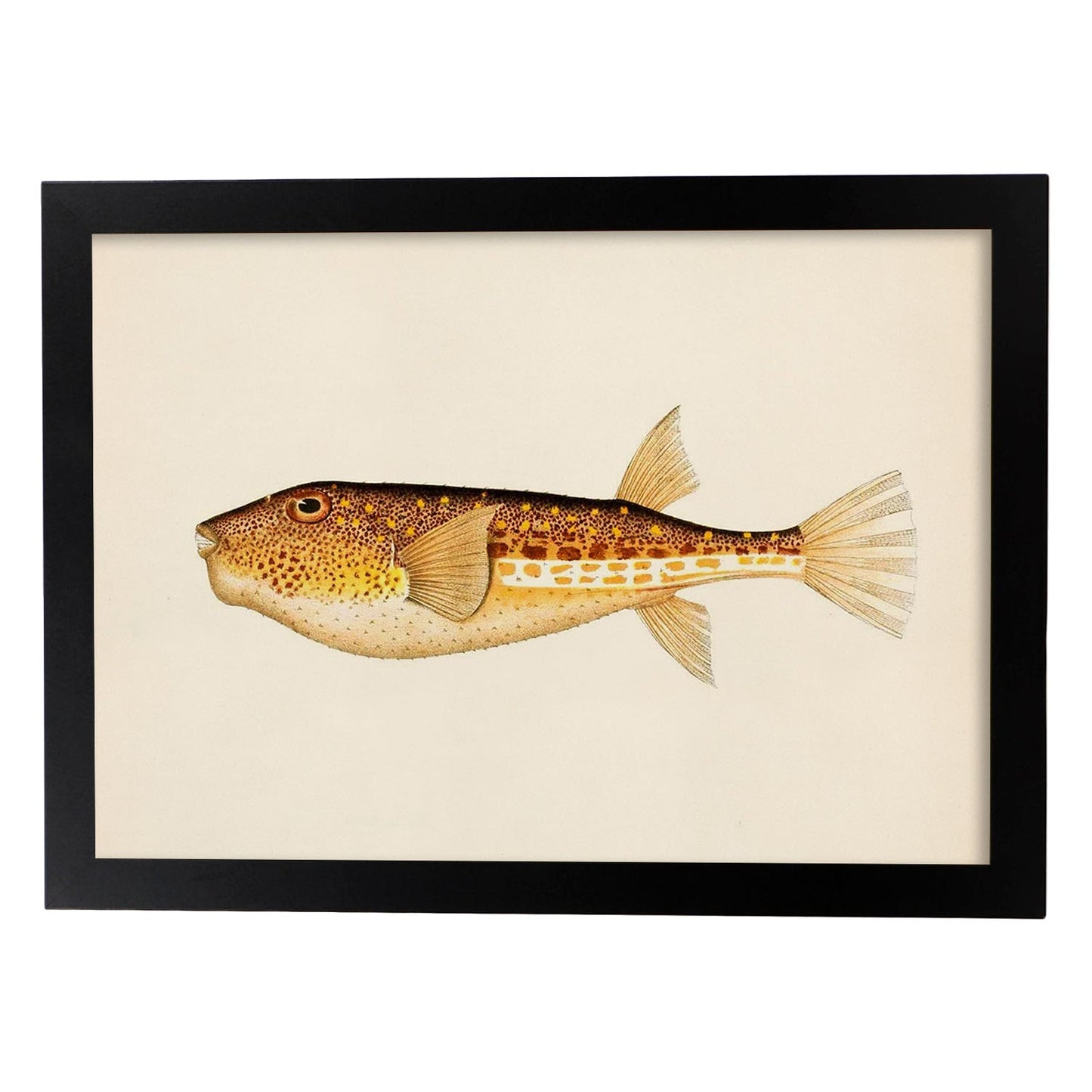 Lámina de pez naranja, marron y blanco en , fondo papel vintage.-Artwork-Nacnic-A3-Marco Negro-Nacnic Estudio SL