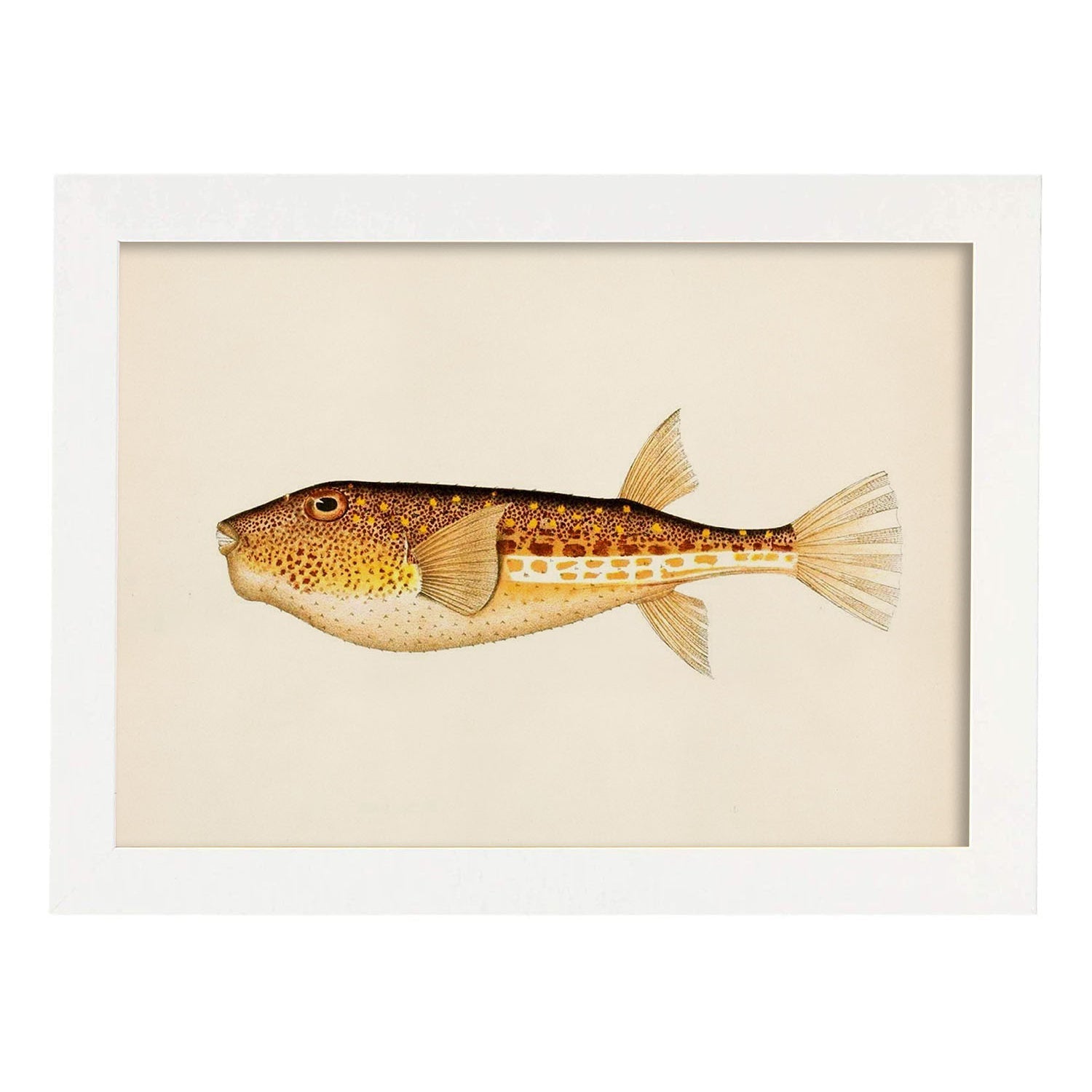 Lámina de pez naranja, marron y blanco en , fondo papel vintage.-Artwork-Nacnic-A4-Marco Blanco-Nacnic Estudio SL