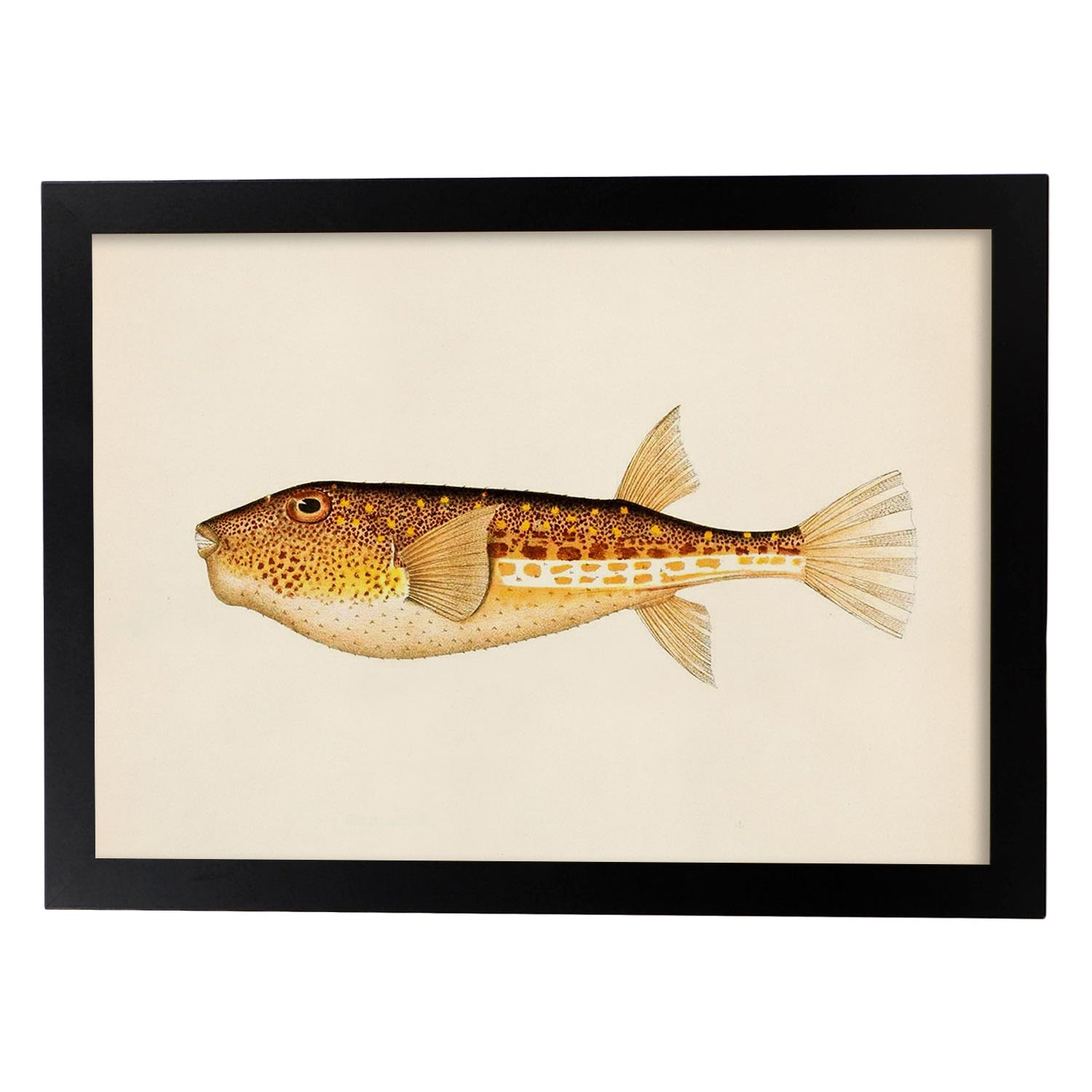 Lámina de pez naranja, marron y blanco en , fondo papel vintage.-Artwork-Nacnic-A4-Marco Negro-Nacnic Estudio SL