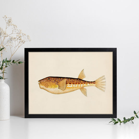 Lámina de pez naranja, marron y blanco en , fondo papel vintage.-Artwork-Nacnic-Nacnic Estudio SL