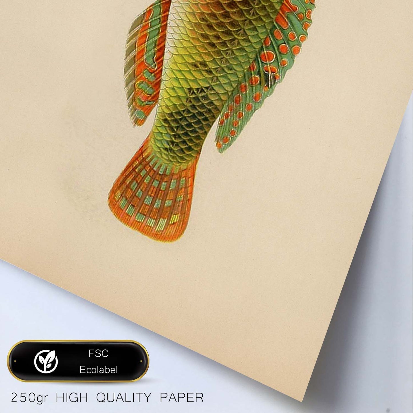 Lámina de pez naranja, verde y gris en , fondo papel vintage.-Artwork-Nacnic-Nacnic Estudio SL