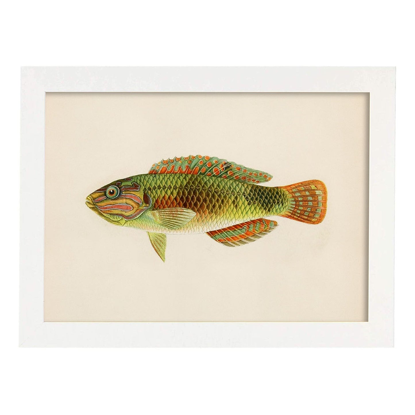 Lámina de pez naranja, verde y gris en , fondo papel vintage.-Artwork-Nacnic-A3-Marco Blanco-Nacnic Estudio SL