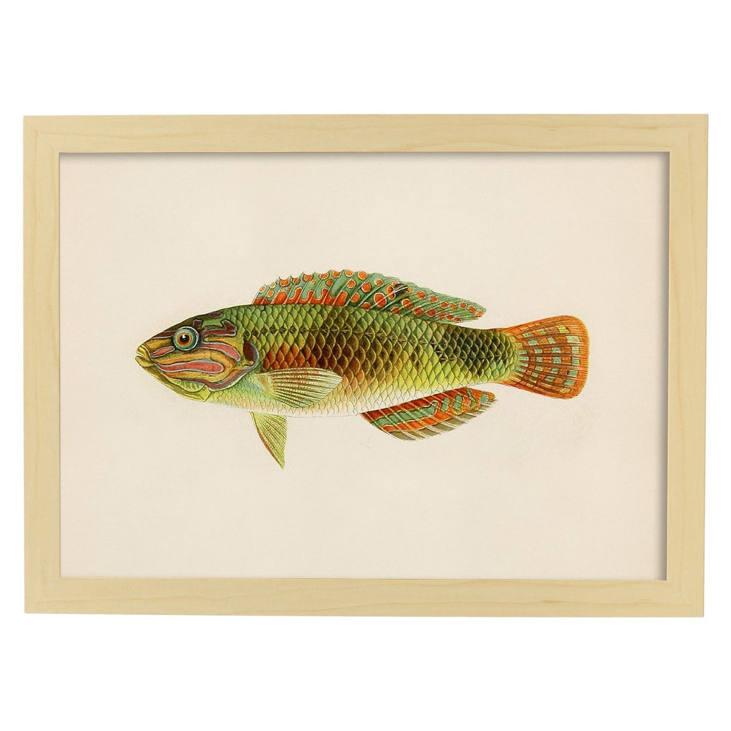 Lámina de pez naranja, verde y gris en , fondo papel vintage.-Artwork-Nacnic-A4-Marco Madera clara-Nacnic Estudio SL