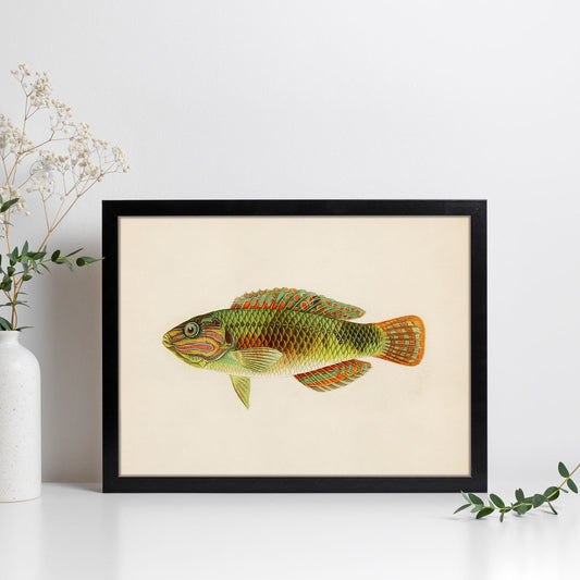 Lámina de pez naranja, verde y gris en , fondo papel vintage.-Artwork-Nacnic-Nacnic Estudio SL