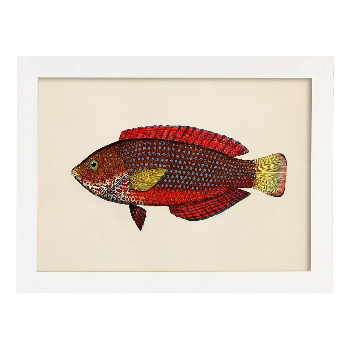 Lámina de pez rojo, amarillo y marron en , fondo papel vintage.-Artwork-Nacnic-A3-Marco Blanco-Nacnic Estudio SL