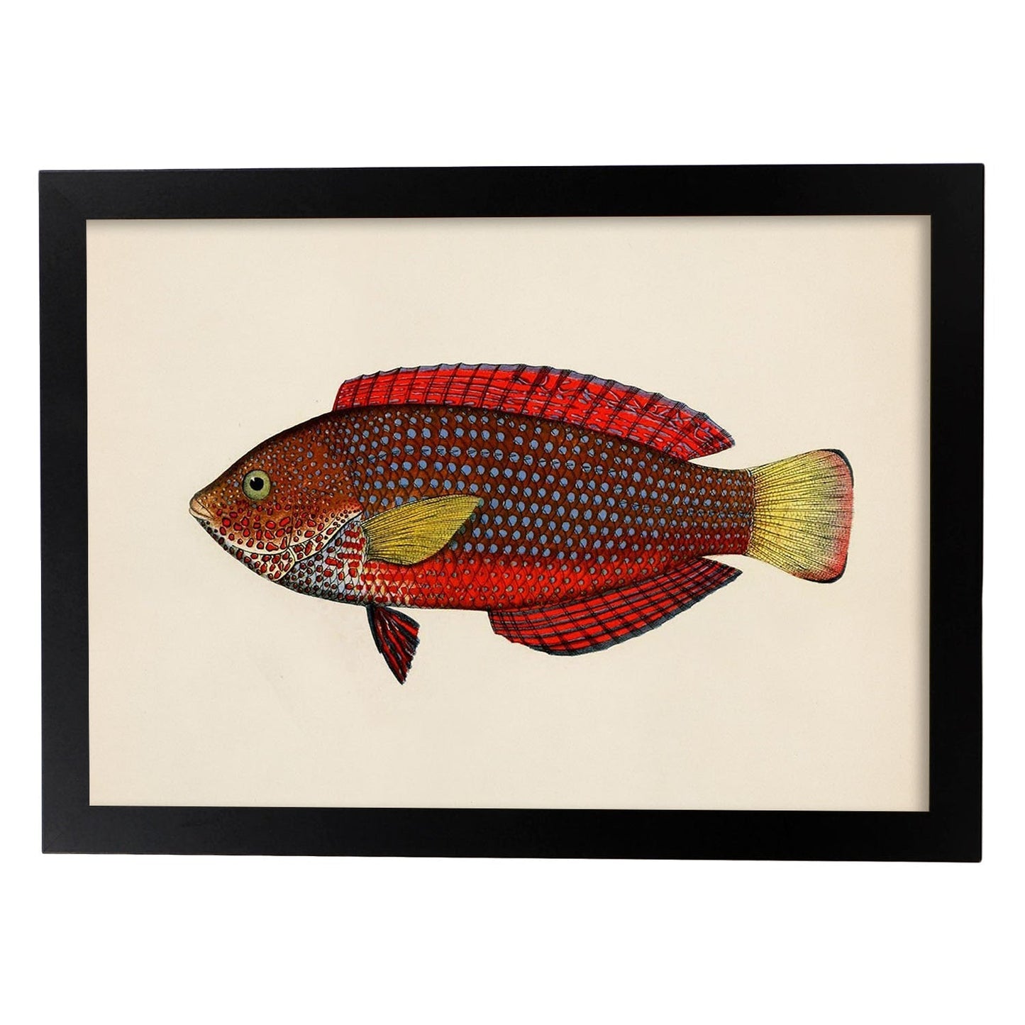 Lámina de pez rojo, amarillo y marron en , fondo papel vintage.-Artwork-Nacnic-A3-Marco Negro-Nacnic Estudio SL
