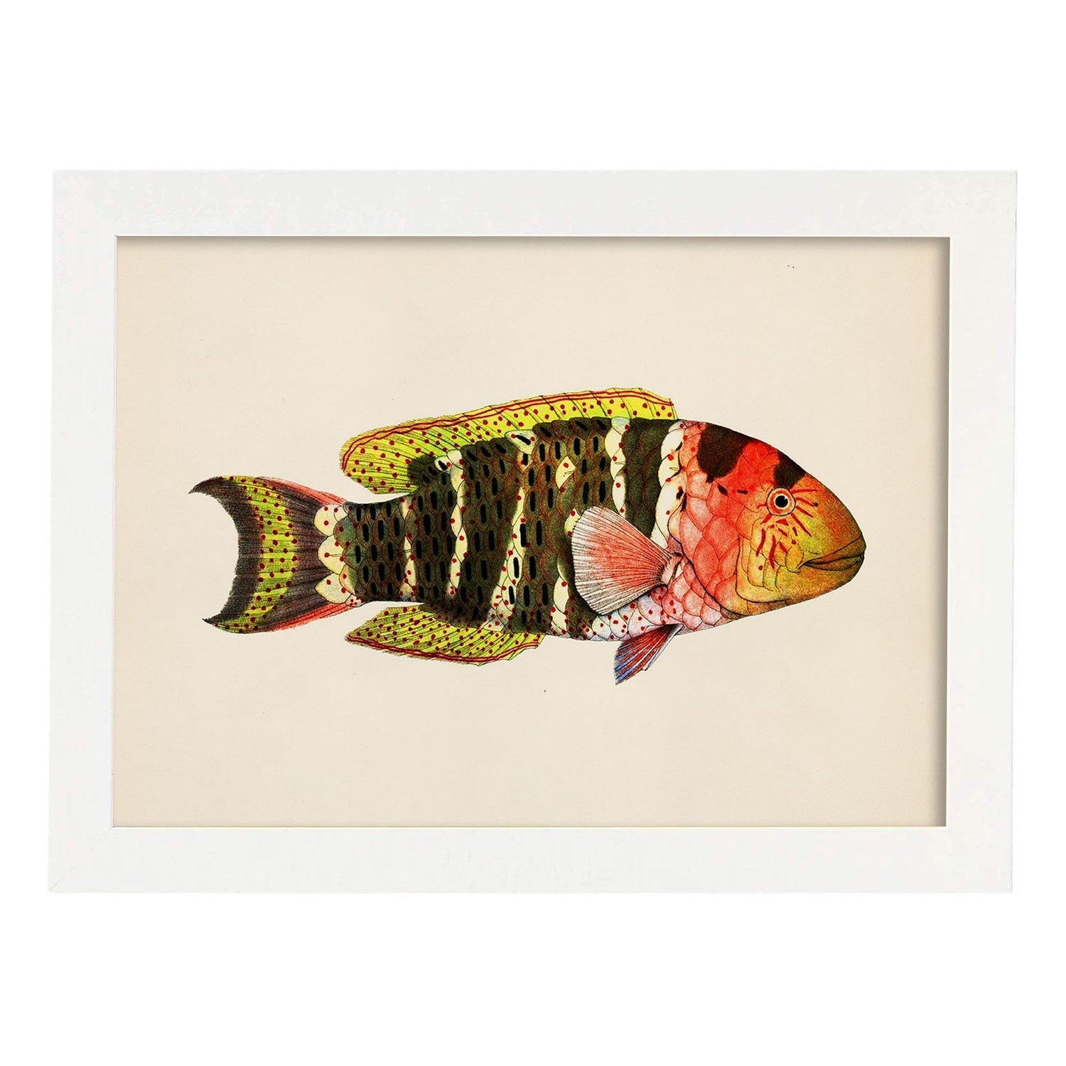 Lámina de pez rojo, marron amarillo y negro en , fondo papel vintage.-Artwork-Nacnic-A3-Marco Blanco-Nacnic Estudio SL