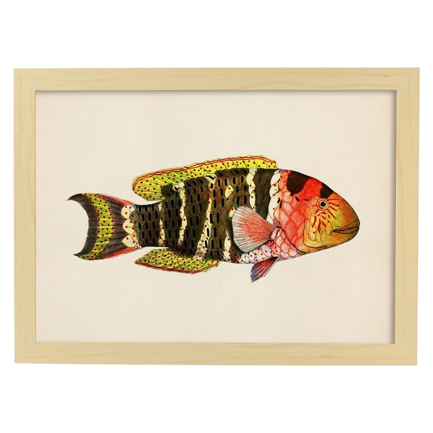 Lámina de pez rojo, marron amarillo y negro en , fondo papel vintage.-Artwork-Nacnic-A3-Marco Madera clara-Nacnic Estudio SL