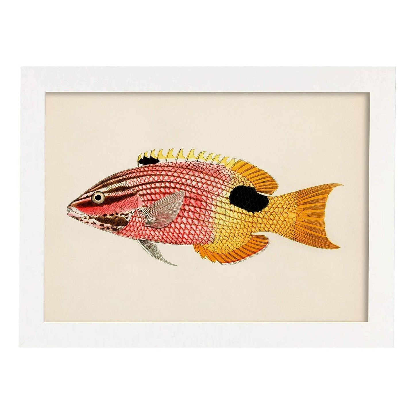 Lámina de pez rosa, rosa amarillo y negro en , fondo papel vintage.-Artwork-Nacnic-A3-Marco Blanco-Nacnic Estudio SL