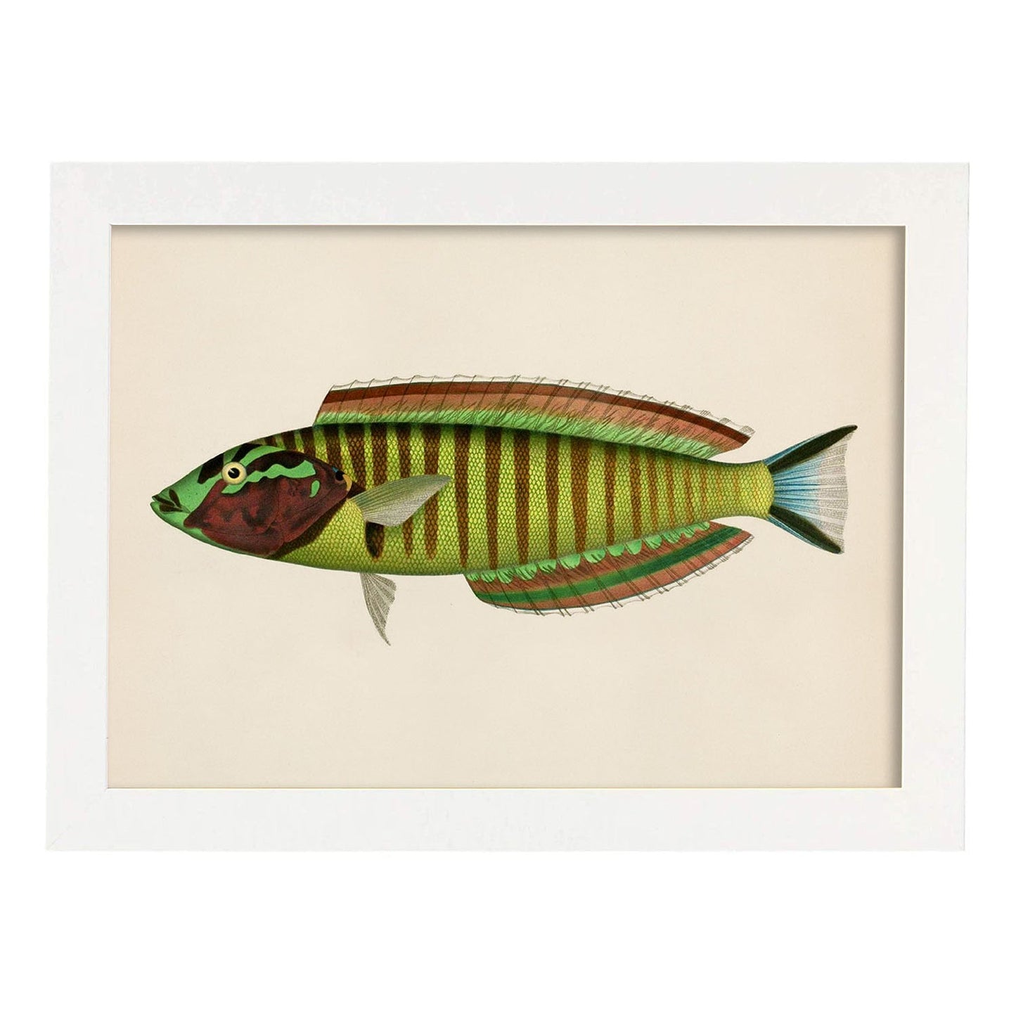 Lámina de pez verde amarillo azul y marron en , fondo papel vintage.-Artwork-Nacnic-A3-Marco Blanco-Nacnic Estudio SL