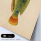 Lámina de pez verde, naranja, amarillo, azul en , fondo papel vintage.-Artwork-Nacnic-Nacnic Estudio SL