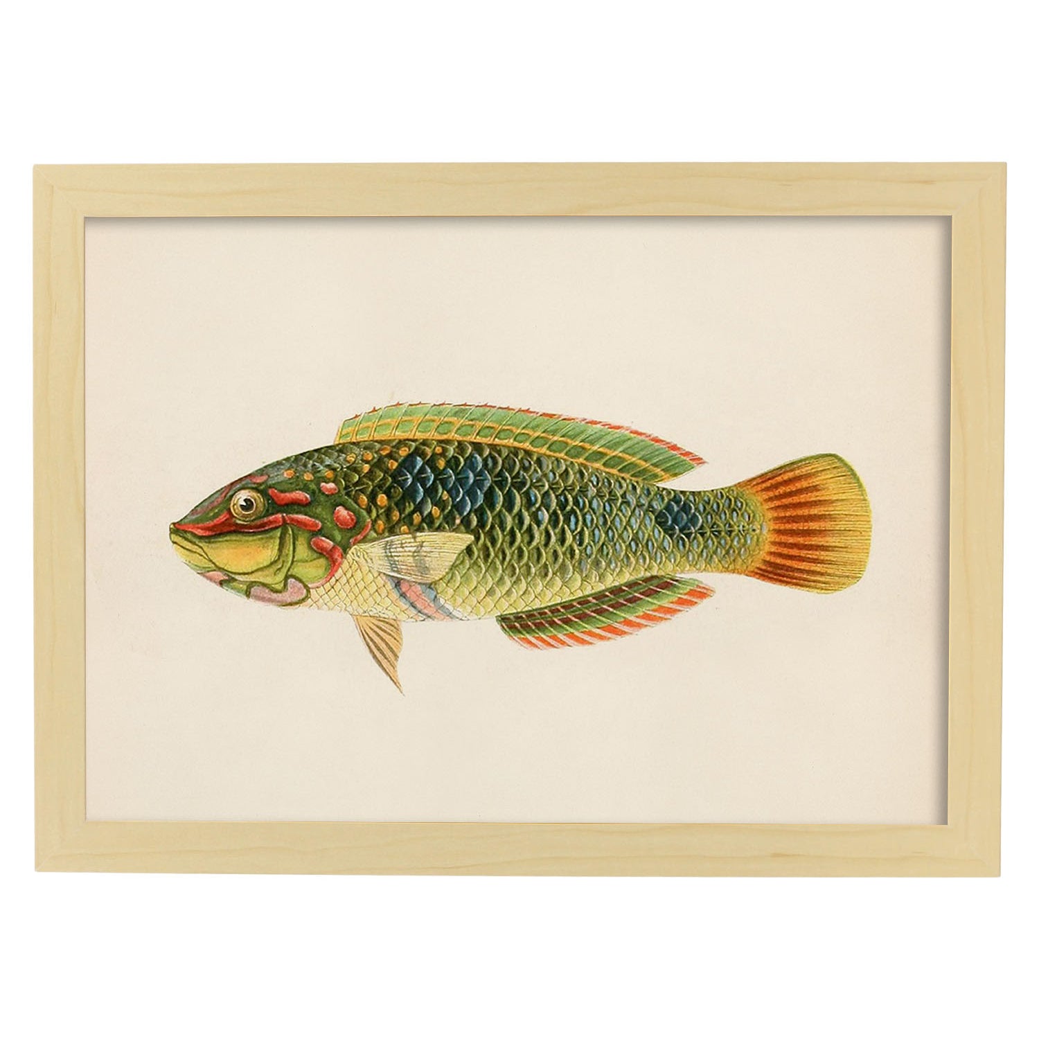 Lámina de pez verde, naranja, amarillo, azul en , fondo papel vintage.-Artwork-Nacnic-A3-Marco Madera clara-Nacnic Estudio SL