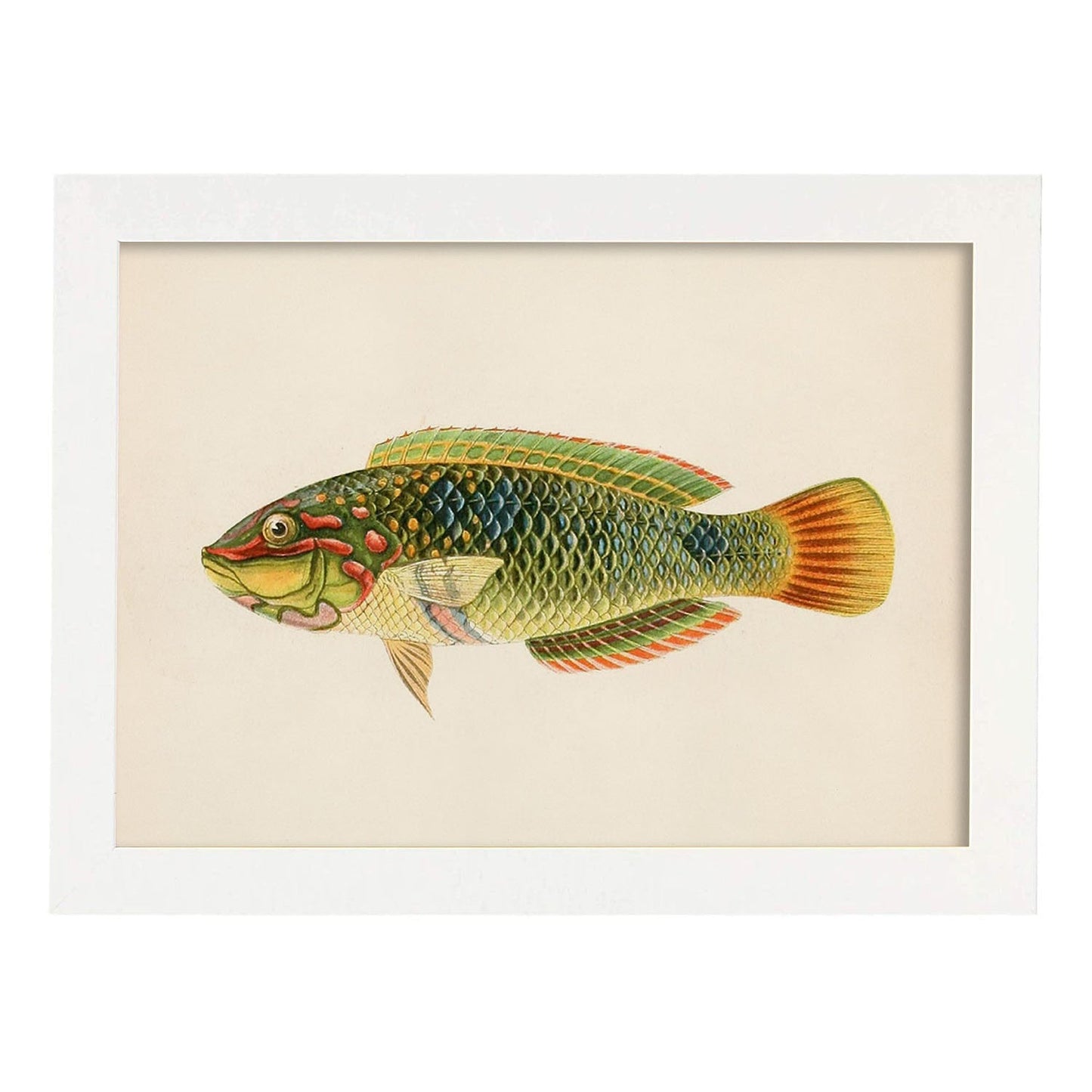 Lámina de pez verde, naranja, amarillo, azul en , fondo papel vintage.-Artwork-Nacnic-A4-Marco Blanco-Nacnic Estudio SL