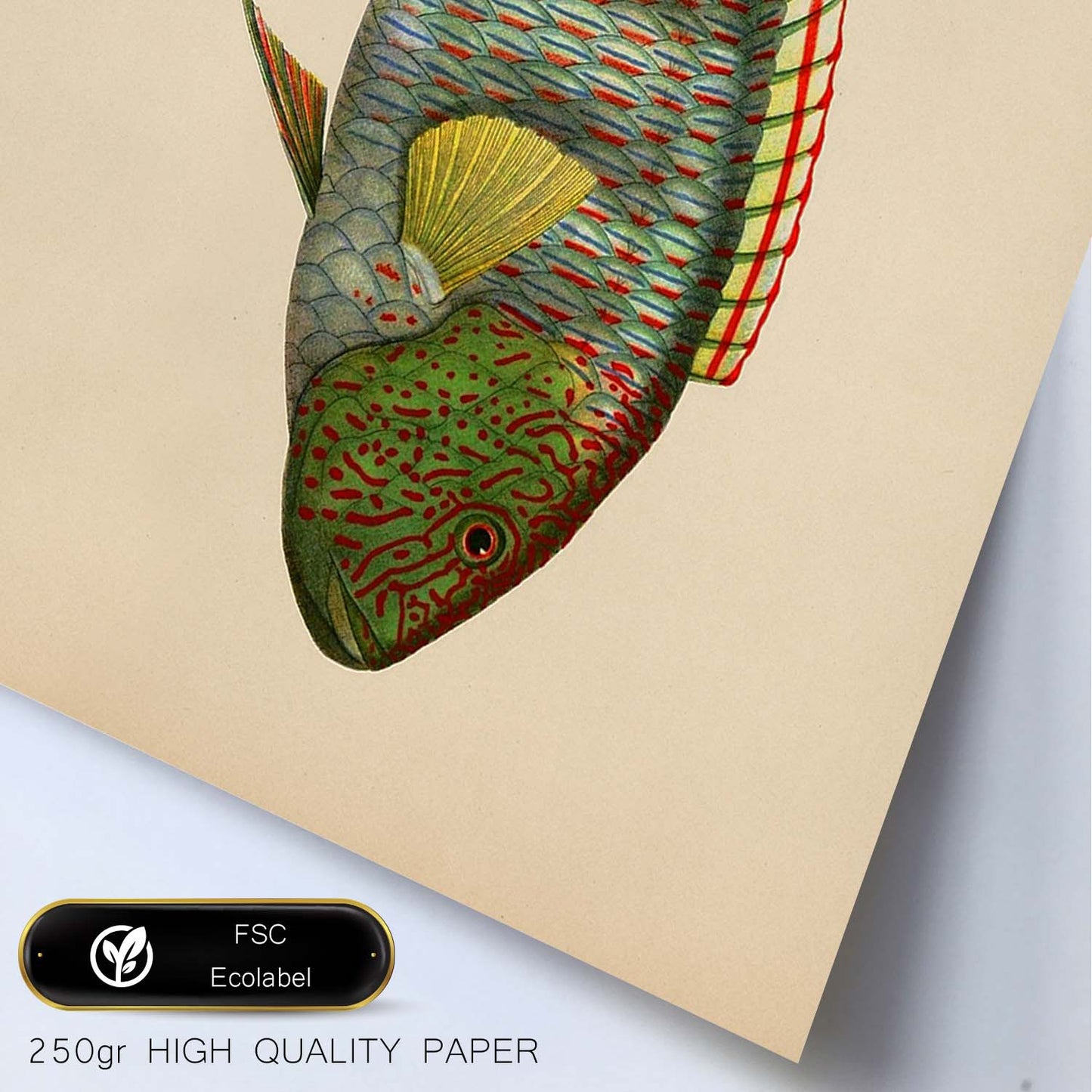Lámina de pez verde, rojo, amarillo y gris en , fondo papel vintage.-Artwork-Nacnic-Nacnic Estudio SL