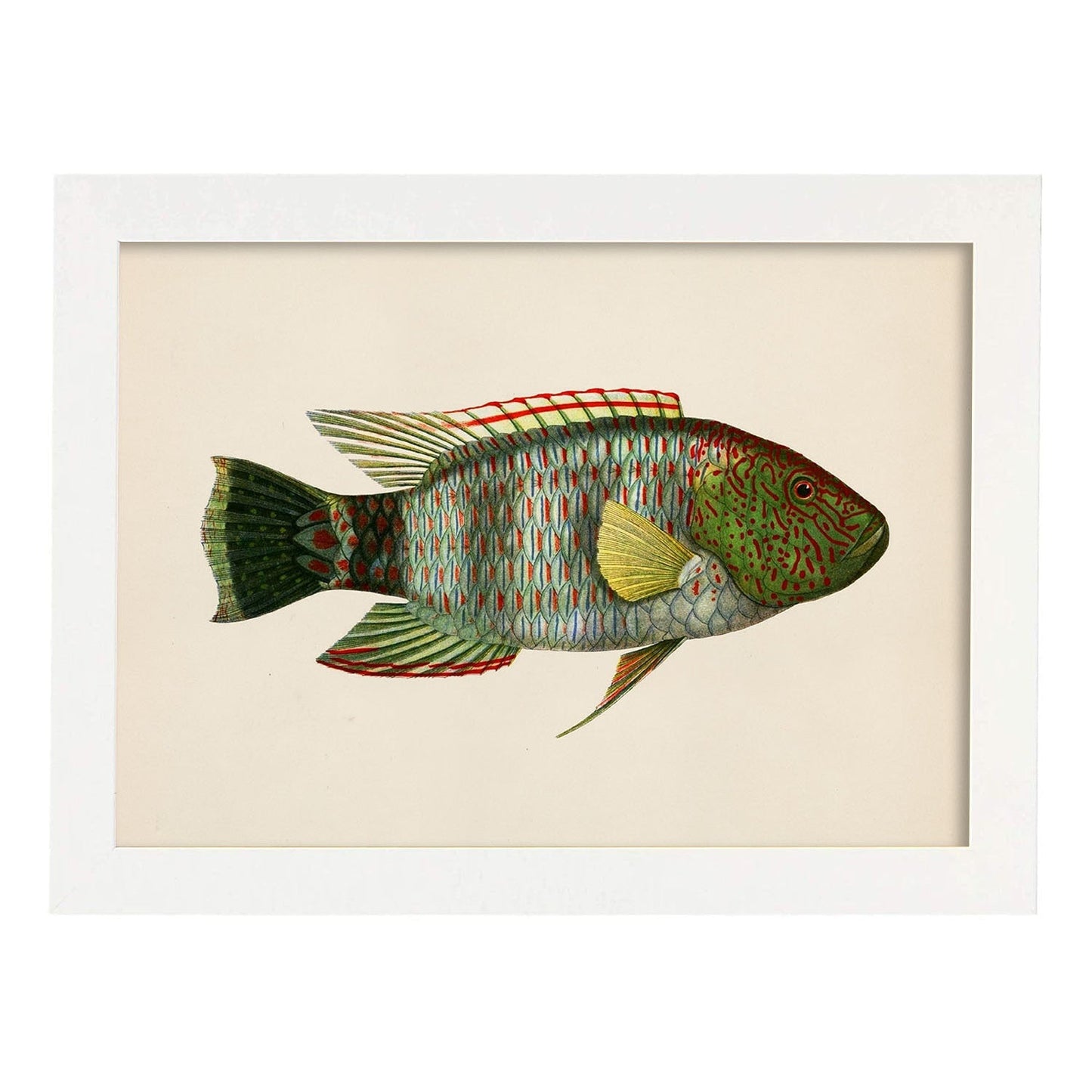 Lámina de pez verde, rojo, amarillo y gris en , fondo papel vintage.-Artwork-Nacnic-A3-Marco Blanco-Nacnic Estudio SL