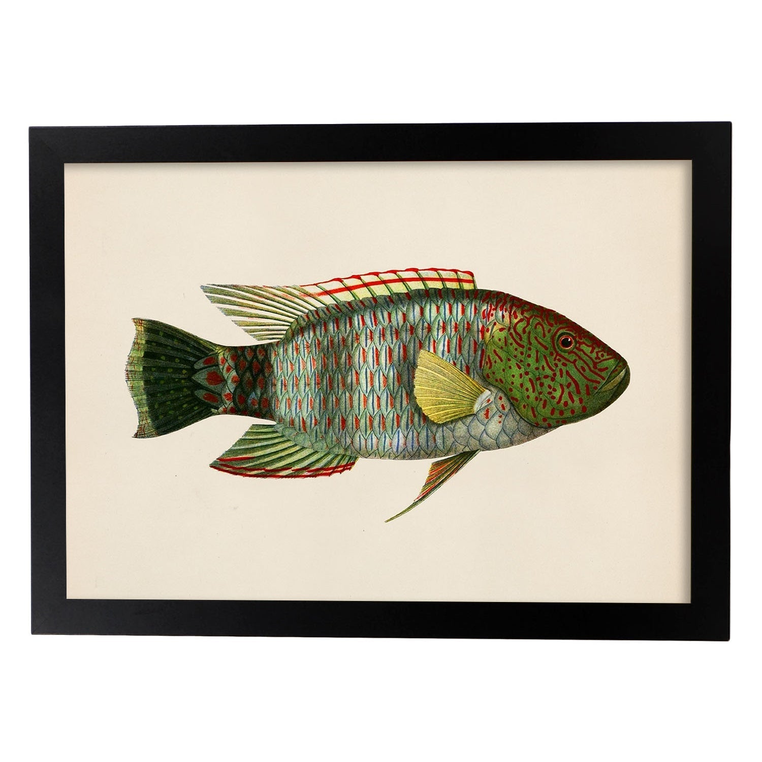 Lámina de pez verde, rojo, amarillo y gris en , fondo papel vintage.-Artwork-Nacnic-A3-Marco Negro-Nacnic Estudio SL