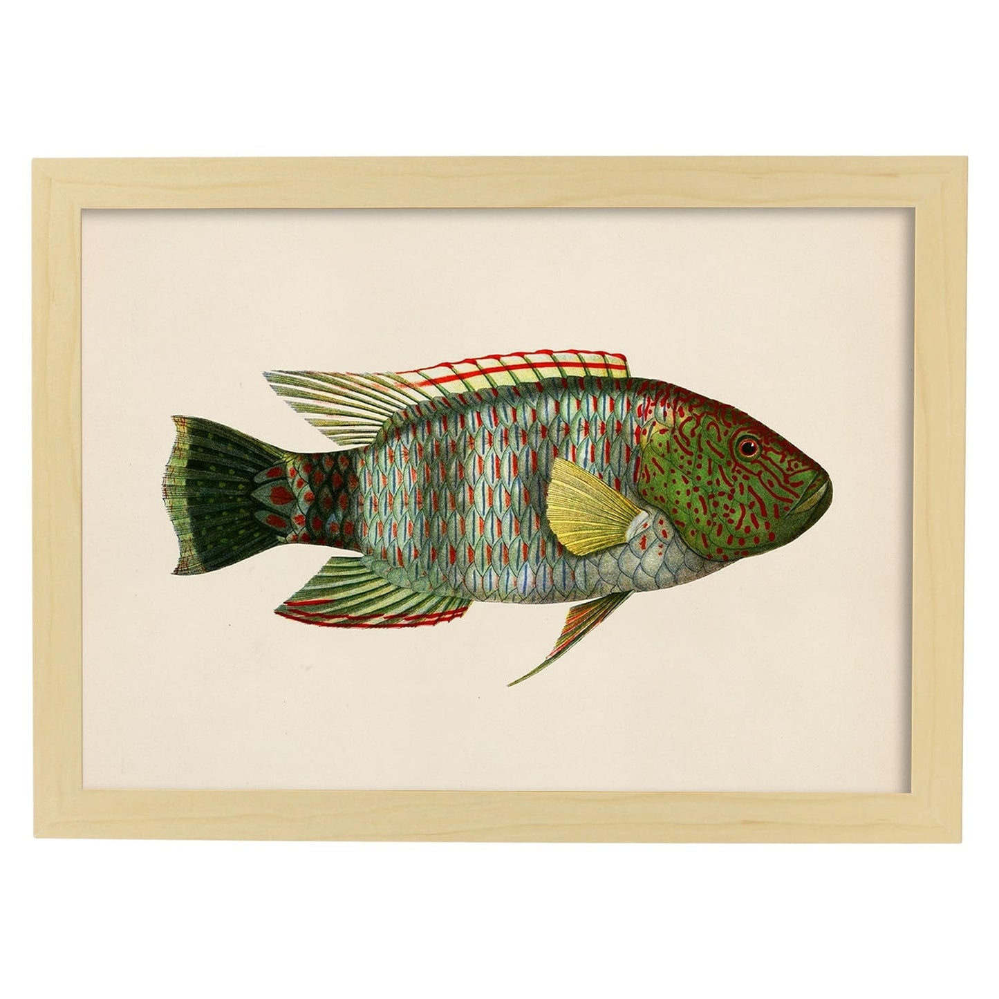 Lámina de pez verde, rojo, amarillo y gris en , fondo papel vintage.-Artwork-Nacnic-A4-Marco Madera clara-Nacnic Estudio SL
