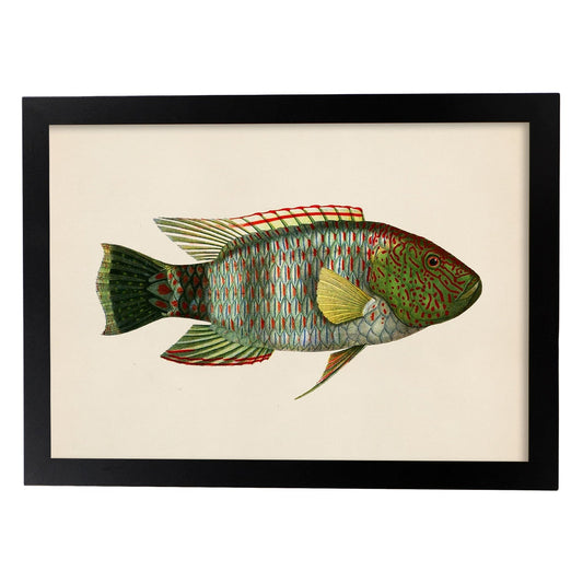 Lámina de pez verde, rojo, amarillo y gris en , fondo papel vintage.-Artwork-Nacnic-A4-Marco Negro-Nacnic Estudio SL