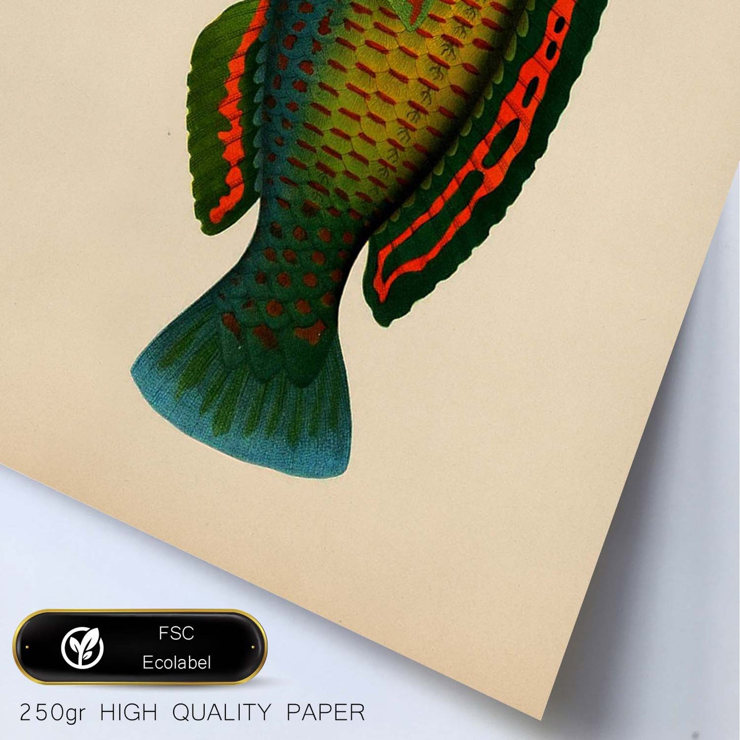 Lámina de pez verde rojo azul amarillo en , fondo papel vintage.-Artwork-Nacnic-Nacnic Estudio SL