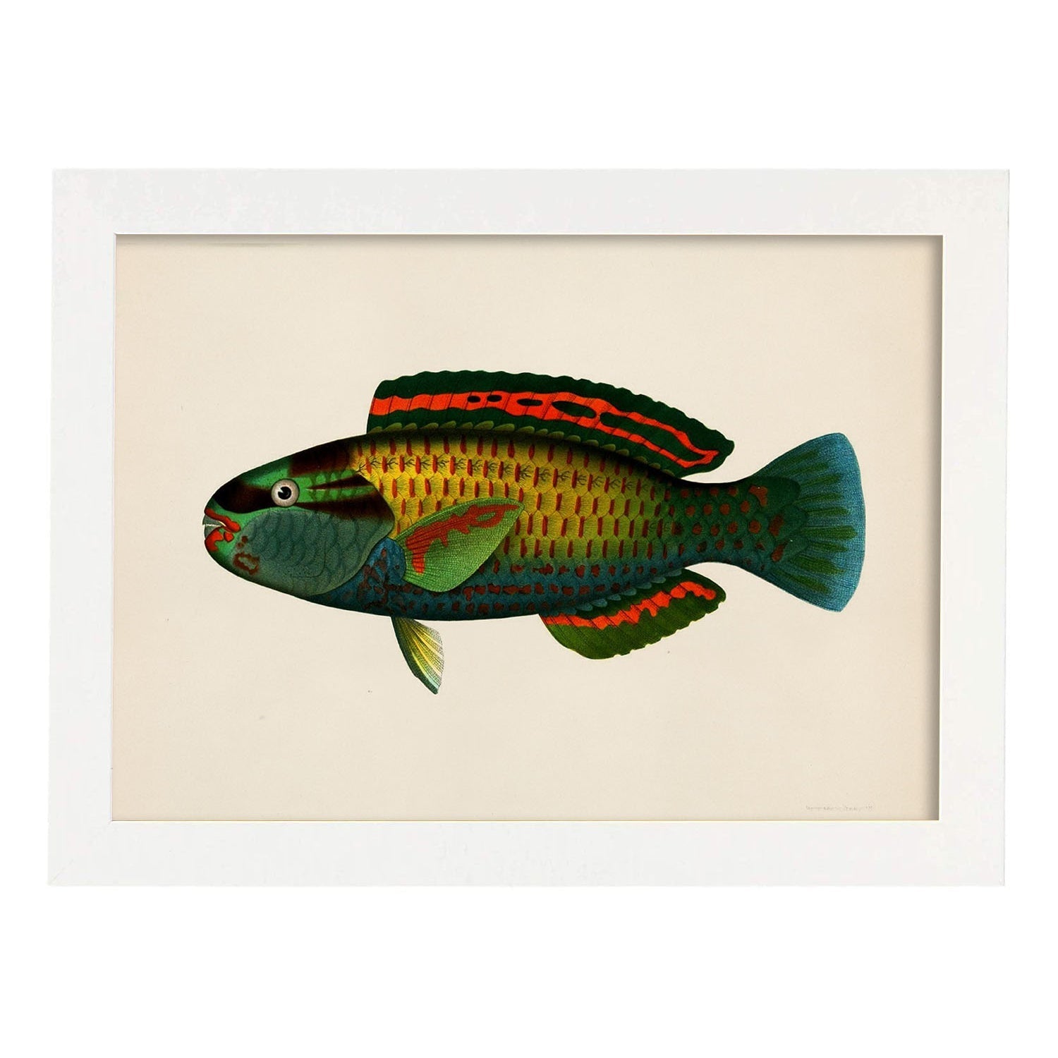 Lámina de pez verde rojo azul amarillo en , fondo papel vintage.-Artwork-Nacnic-A3-Marco Blanco-Nacnic Estudio SL