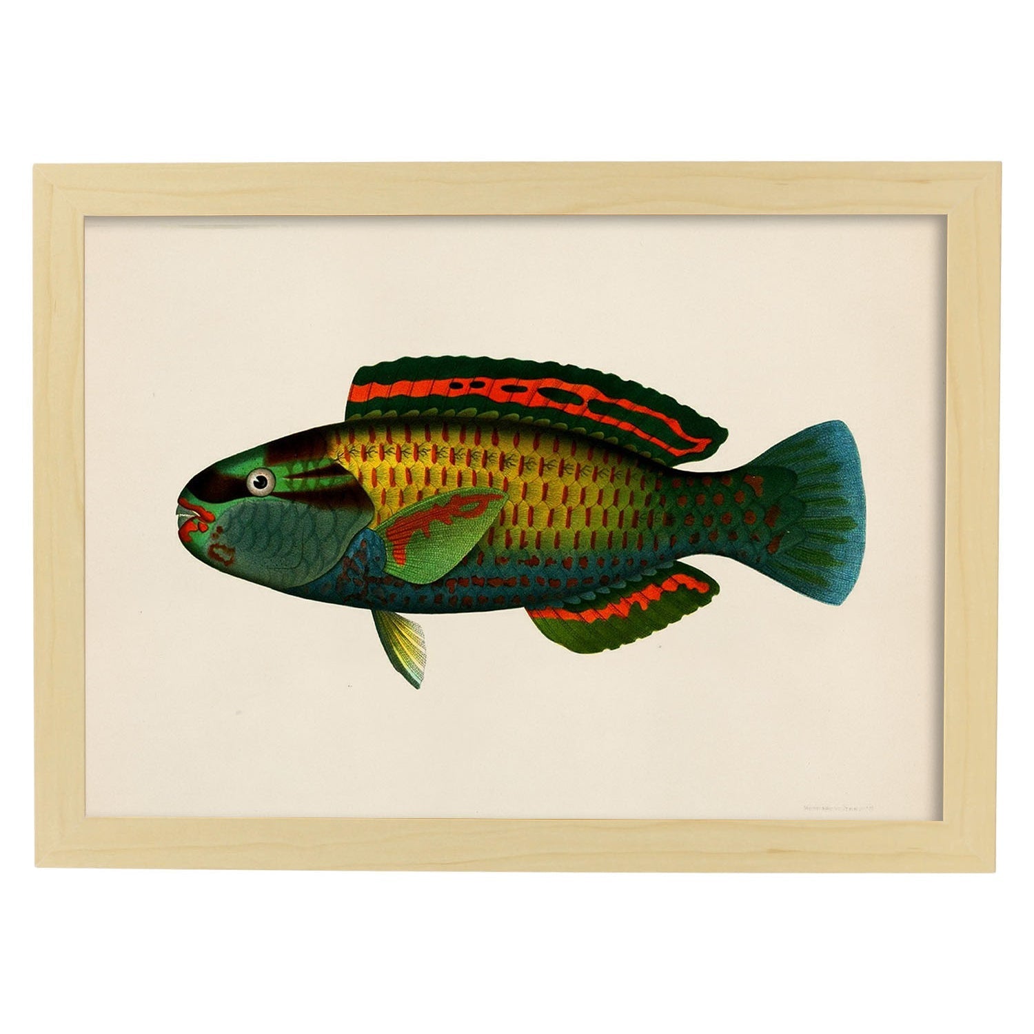 Lámina de pez verde rojo azul amarillo en , fondo papel vintage.-Artwork-Nacnic-A3-Marco Madera clara-Nacnic Estudio SL