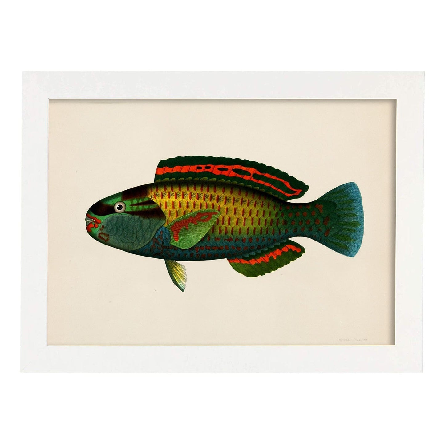Lámina de pez verde rojo azul amarillo en , fondo papel vintage.-Artwork-Nacnic-A4-Marco Blanco-Nacnic Estudio SL