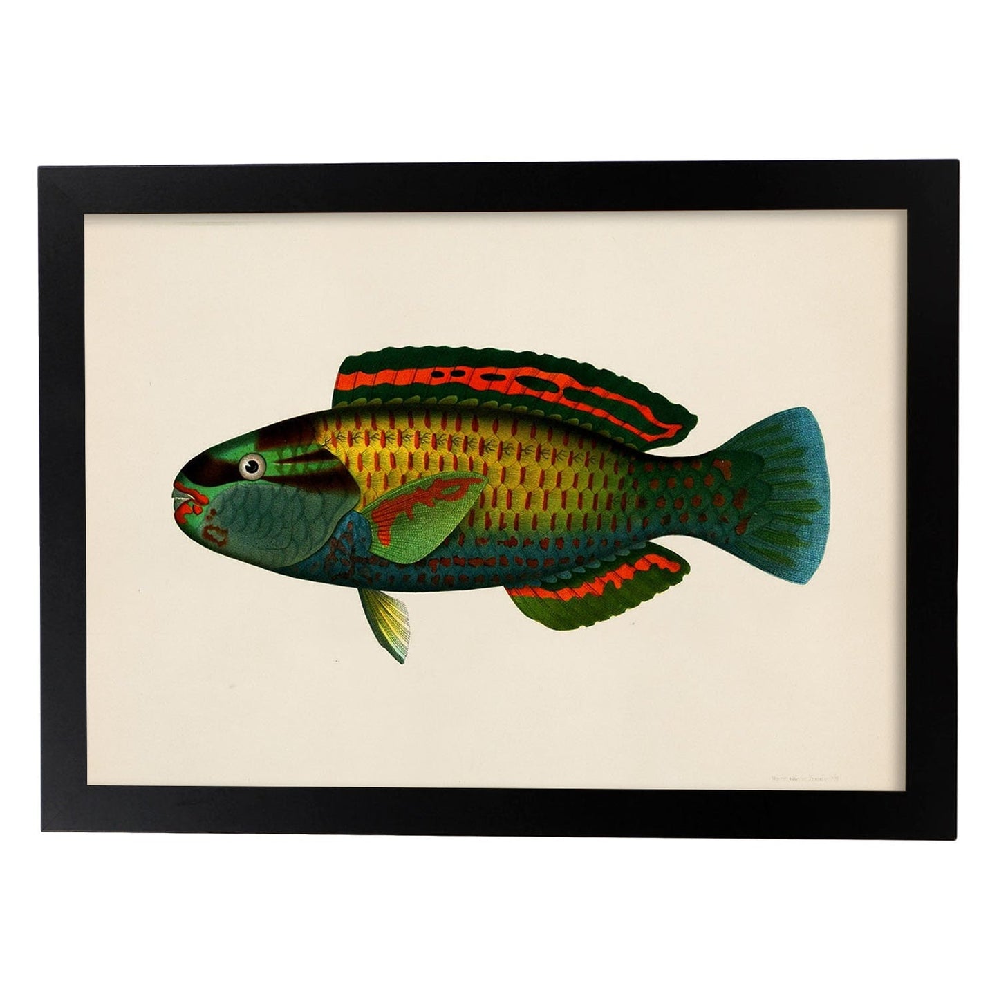 Lámina de pez verde rojo azul amarillo en , fondo papel vintage.-Artwork-Nacnic-A4-Marco Negro-Nacnic Estudio SL
