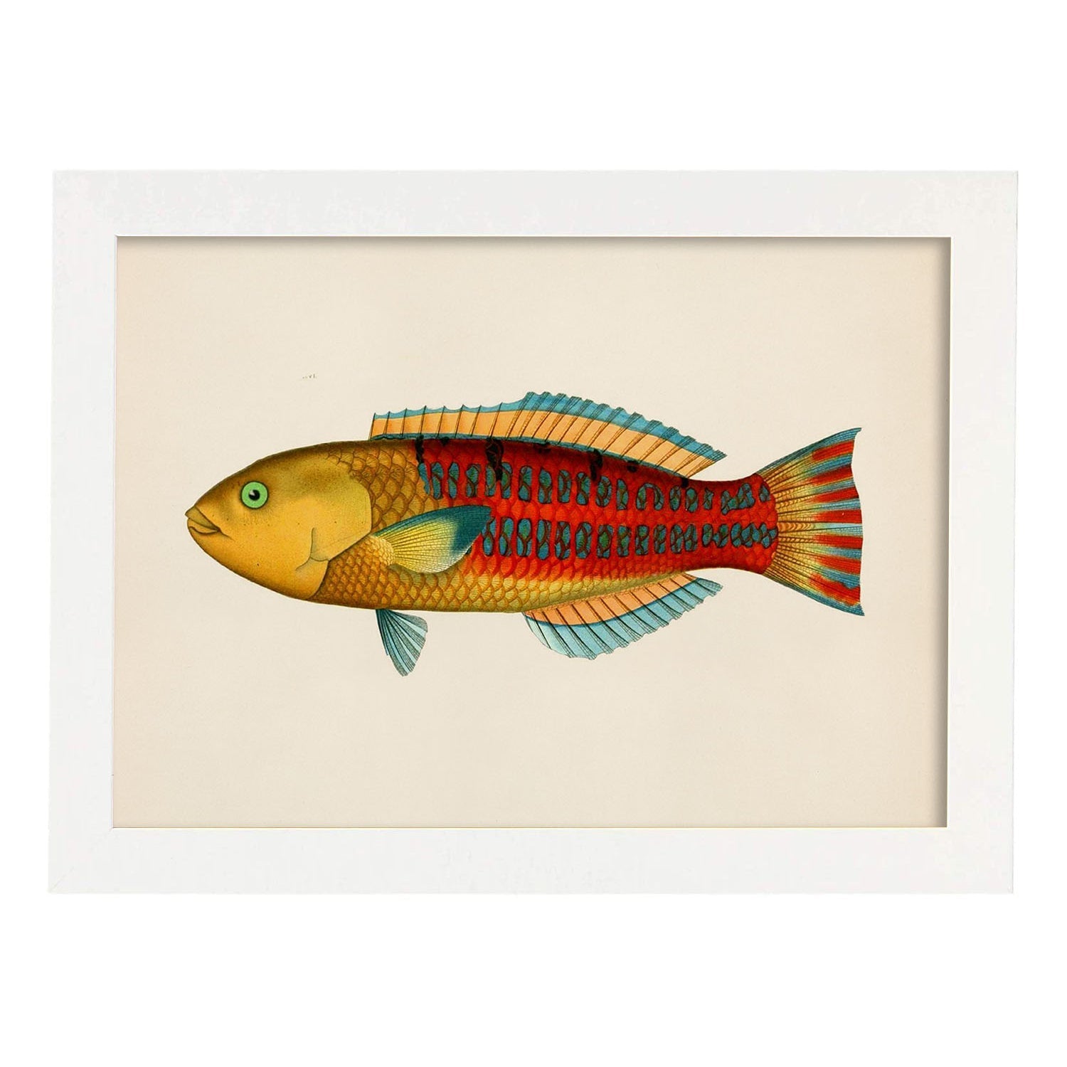 Lámina de pez vintage rojo, amarillo, y azul en , fondo papel vintage.-Artwork-Nacnic-A3-Marco Blanco-Nacnic Estudio SL