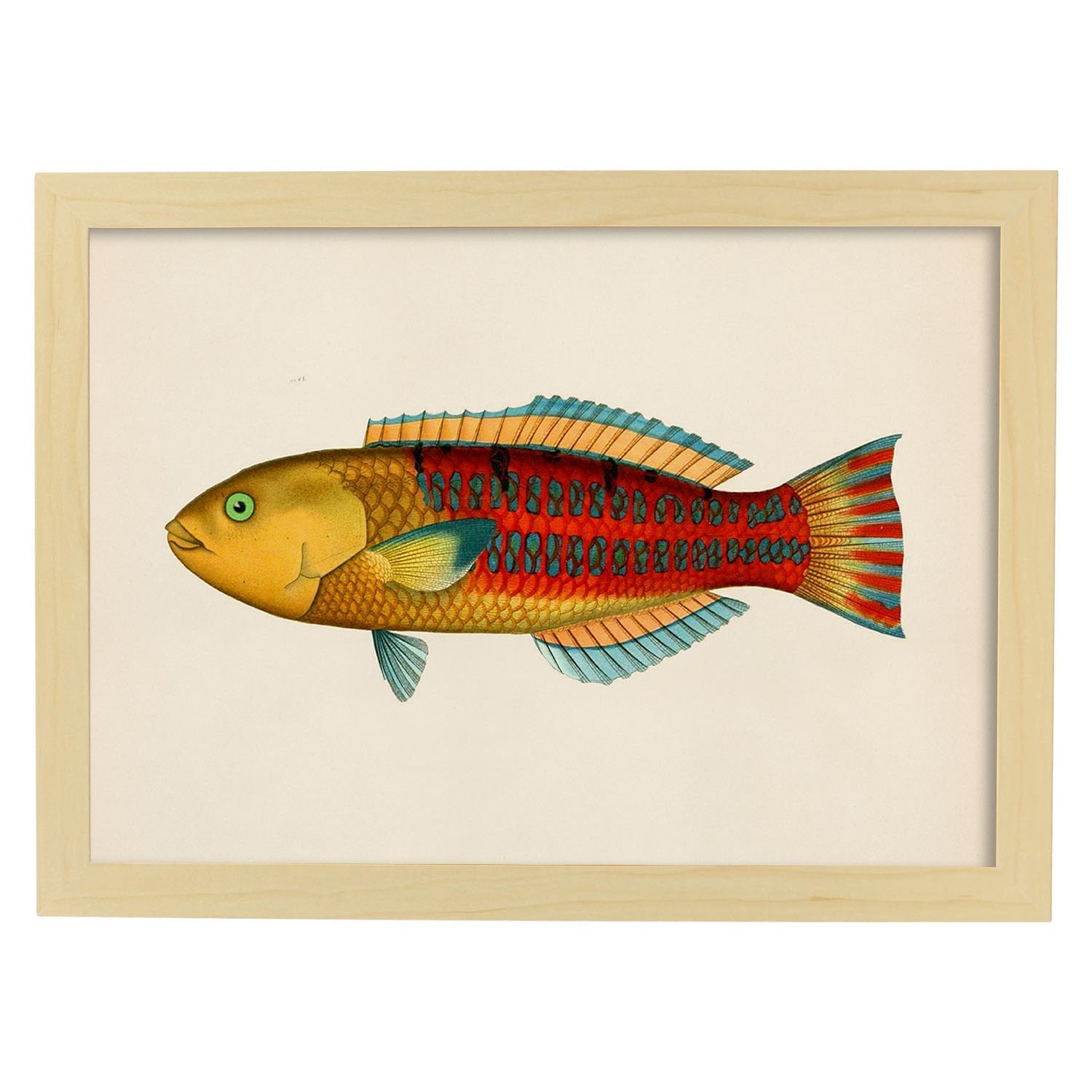 Lámina de pez vintage rojo, amarillo, y azul en , fondo papel vintage.-Artwork-Nacnic-A3-Marco Madera clara-Nacnic Estudio SL