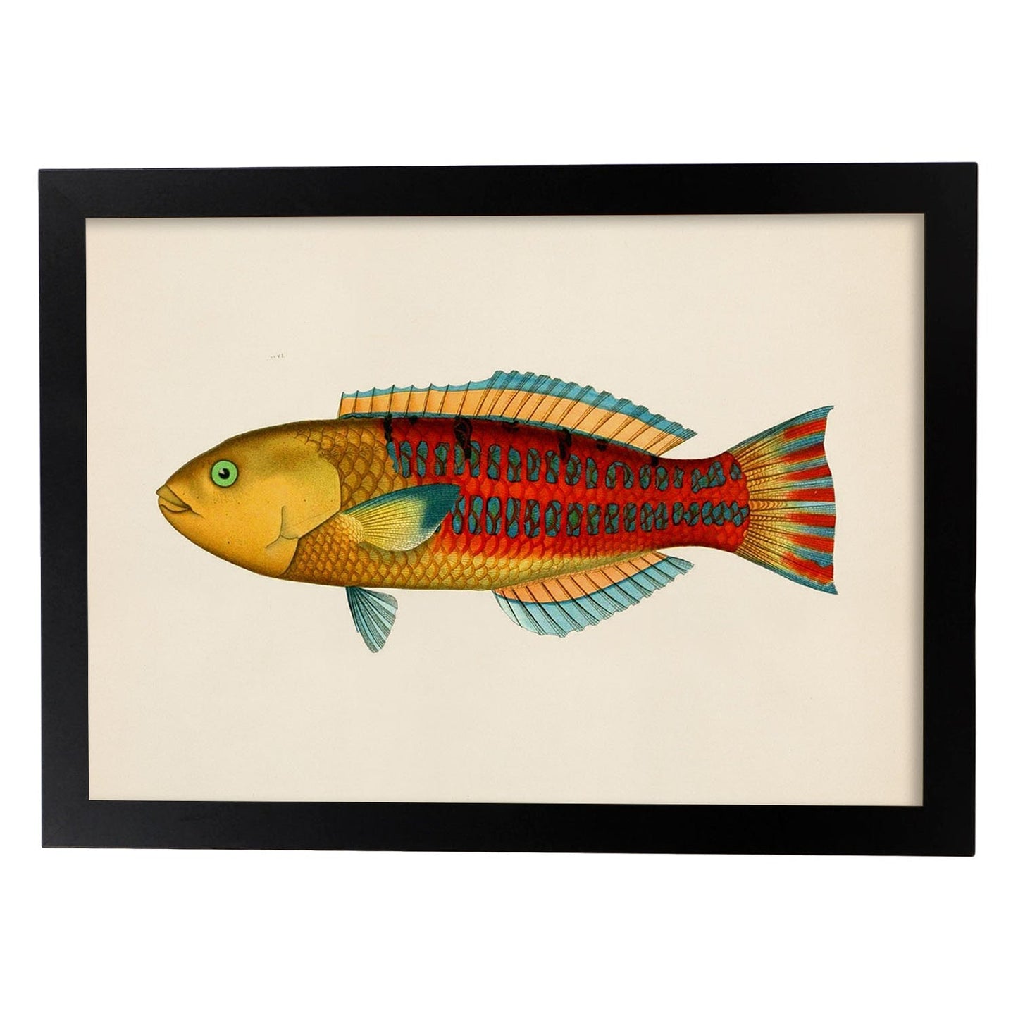 Lámina de pez vintage rojo, amarillo, y azul en , fondo papel vintage.-Artwork-Nacnic-A3-Marco Negro-Nacnic Estudio SL