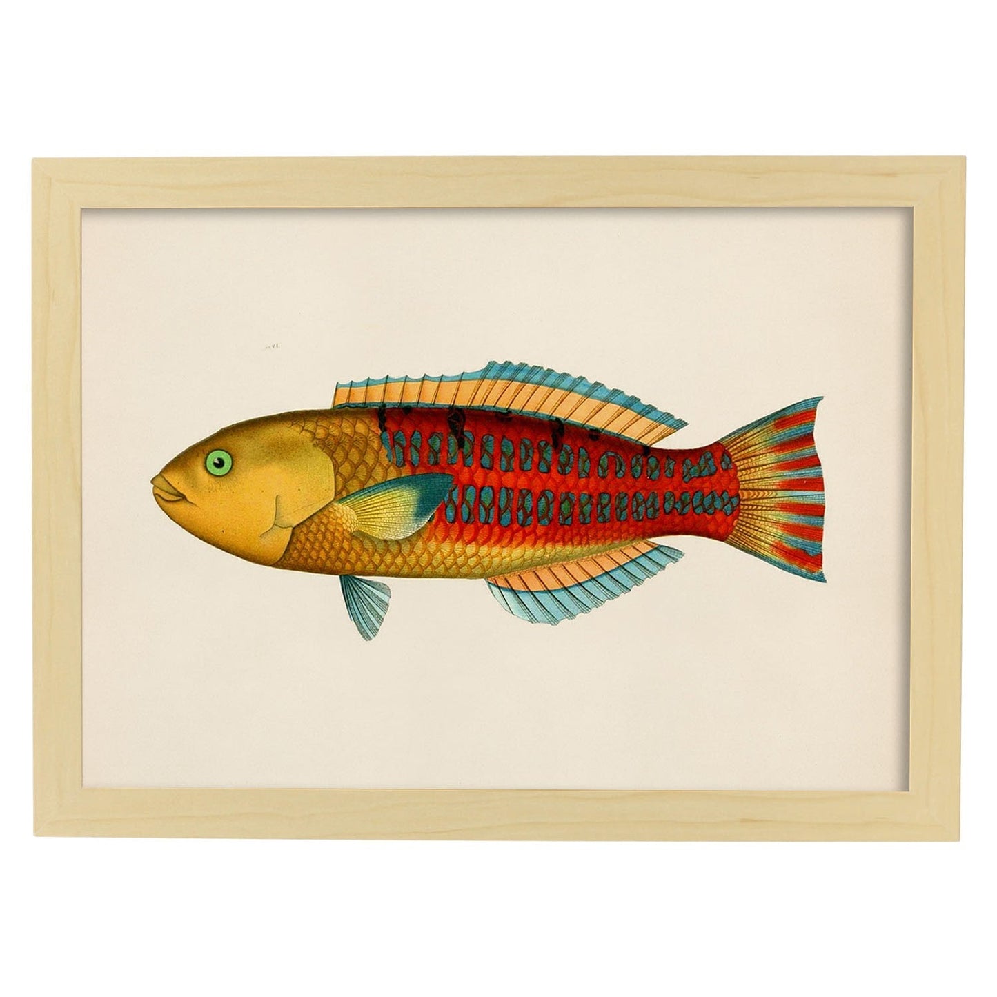 Lámina de pez vintage rojo, amarillo, y azul en , fondo papel vintage.-Artwork-Nacnic-A4-Marco Madera clara-Nacnic Estudio SL
