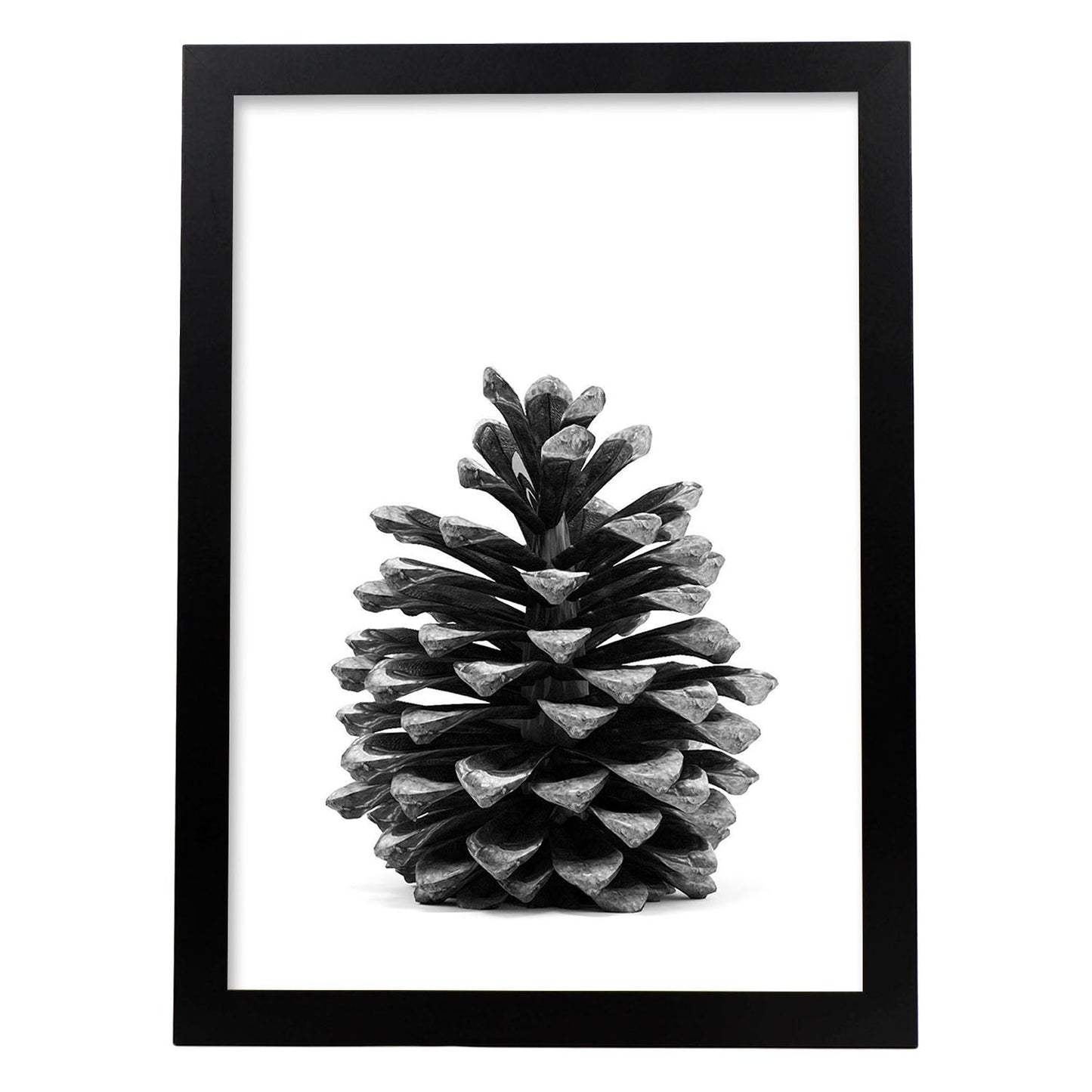 Lámina de piña de pino en , en blanco y negro .-Artwork-Nacnic-A3-Marco Negro-Nacnic Estudio SL