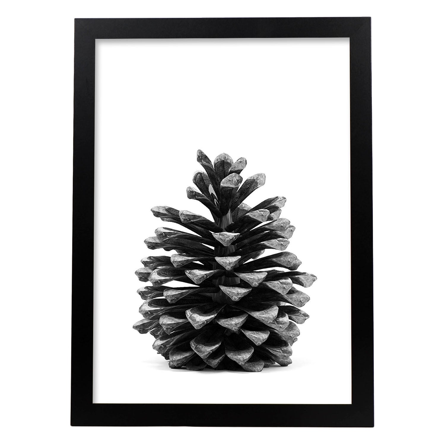 Lámina de piña de pino en , en blanco y negro .-Artwork-Nacnic-A4-Marco Negro-Nacnic Estudio SL