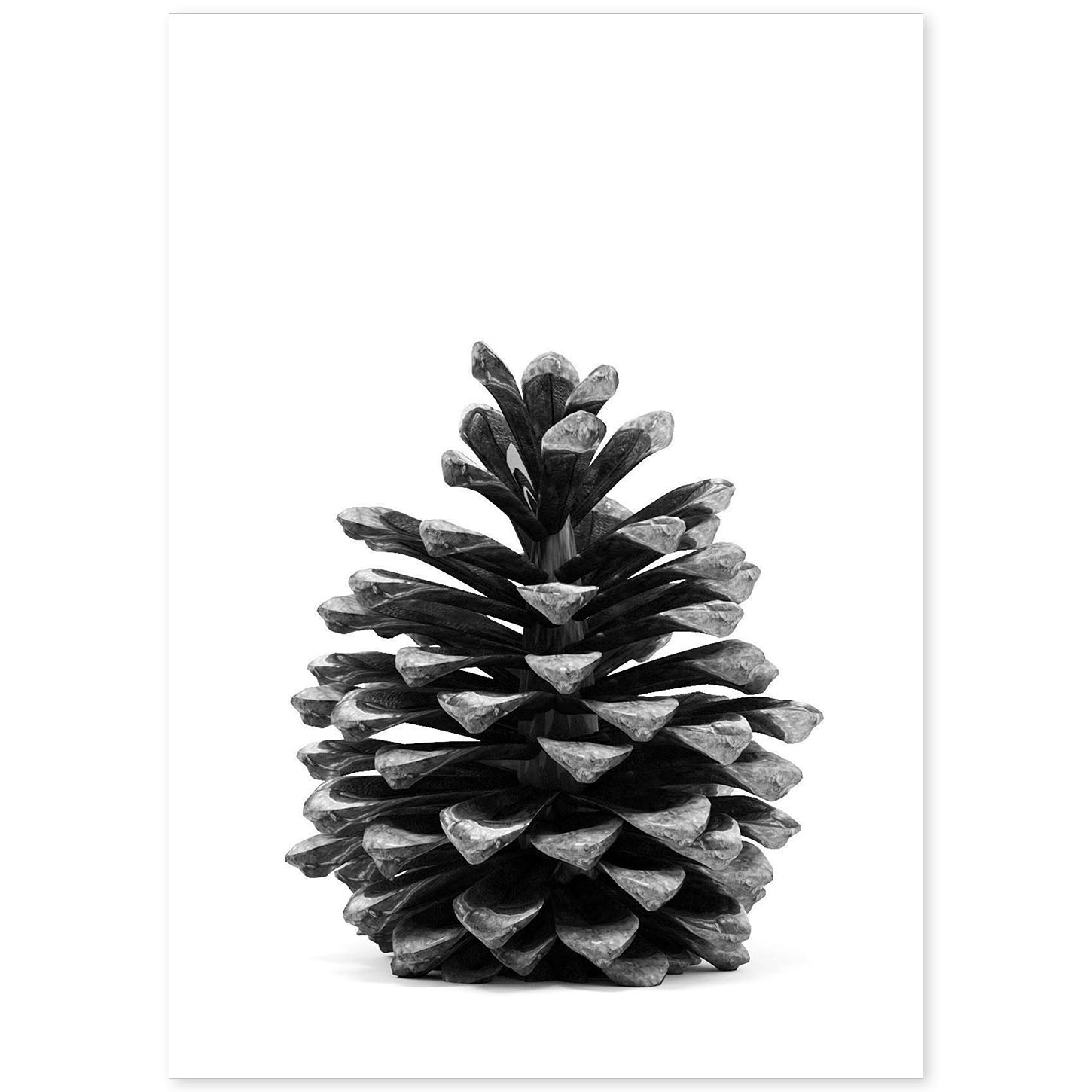 Lámina de piña de pino en , en blanco y negro .-Artwork-Nacnic-A4-Sin marco-Nacnic Estudio SL