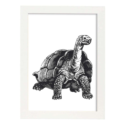 Lámina de Tortuga. Posters con animales en blanco y negro.-Artwork-Nacnic-A4-Marco Blanco-Nacnic Estudio SL