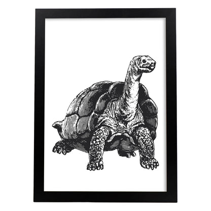 Lámina de Tortuga. Posters con animales en blanco y negro.-Artwork-Nacnic-A4-Marco Negro-Nacnic Estudio SL