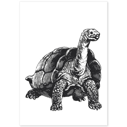 Lámina de Tortuga. Posters con animales en blanco y negro.-Artwork-Nacnic-A4-Sin marco-Nacnic Estudio SL