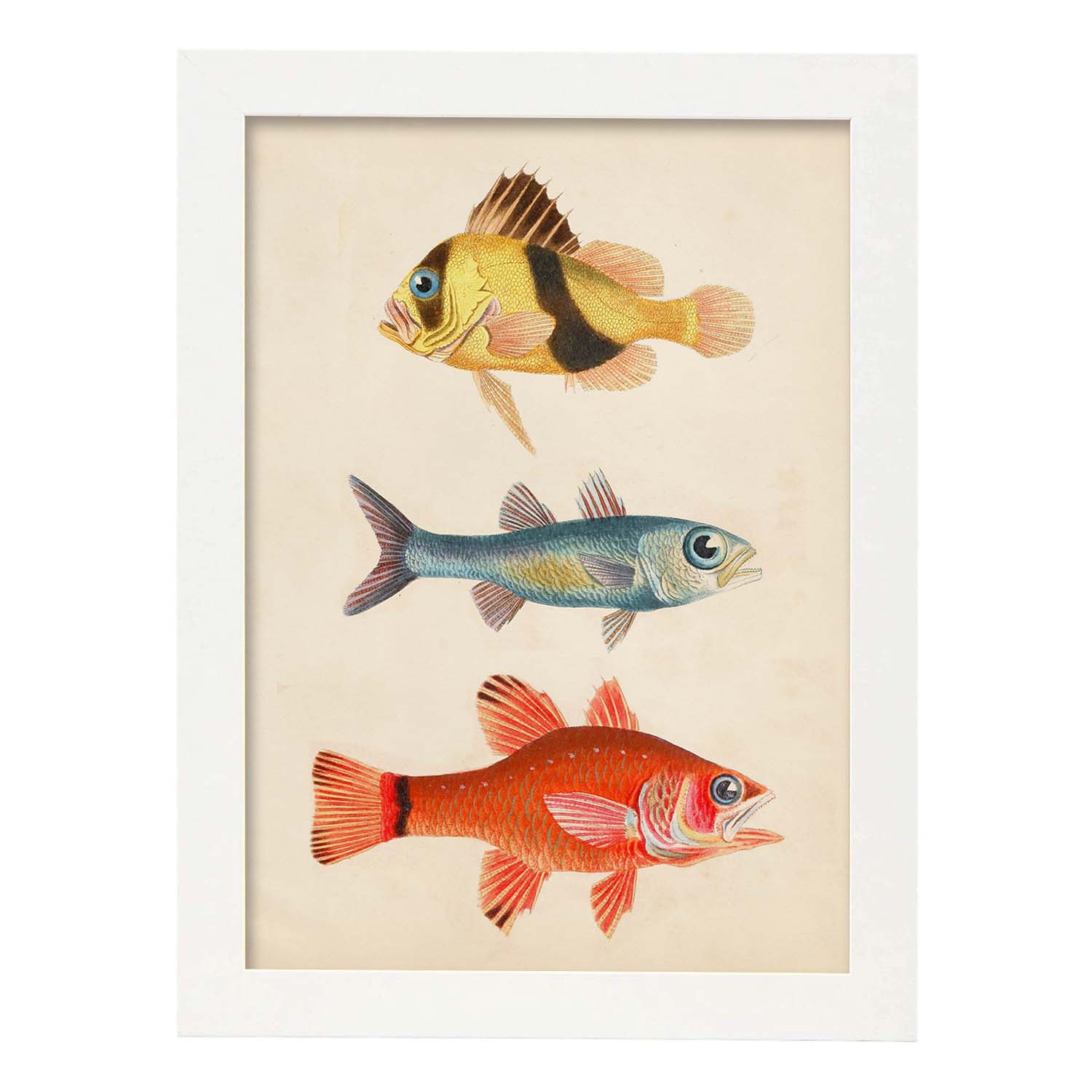 Lámina de tres peces amariilo y marron azul y rojo en , fondo papel vintage.-Artwork-Nacnic-A3-Marco Blanco-Nacnic Estudio SL